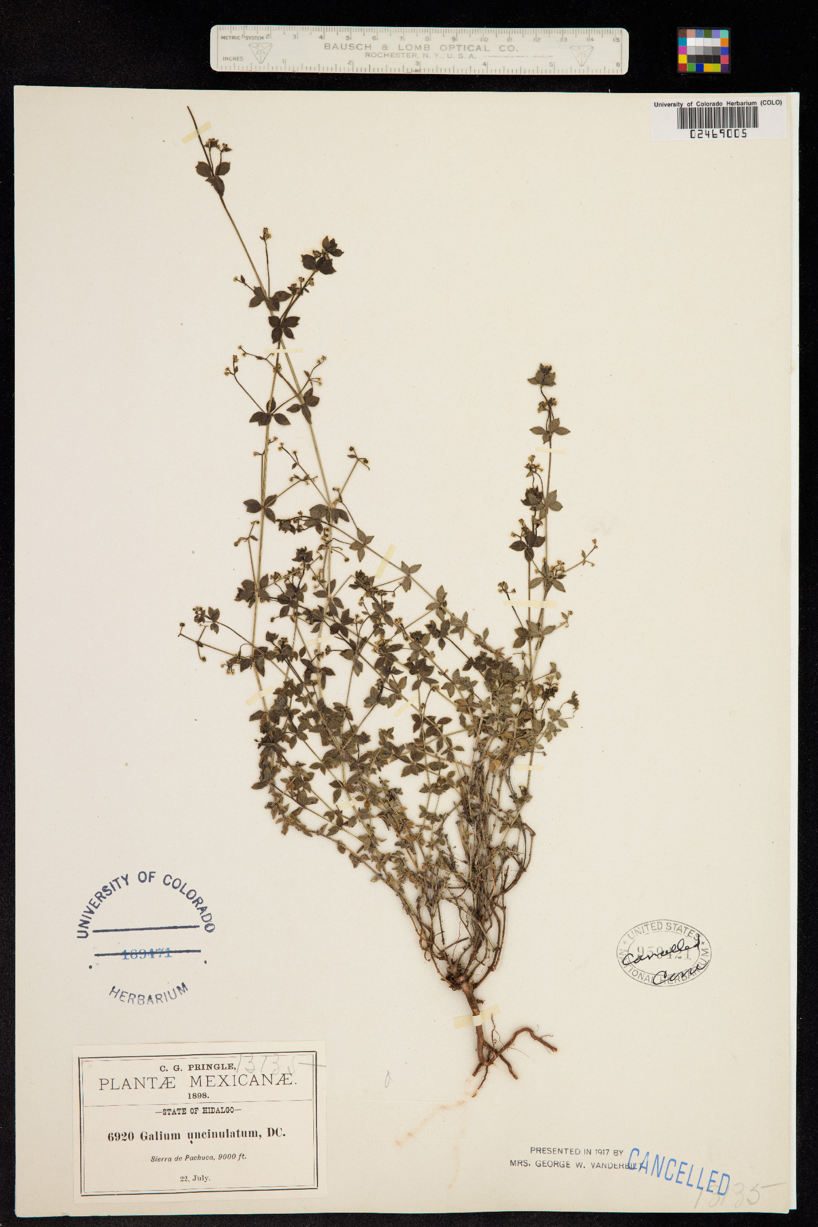 Galium uncinulatum image