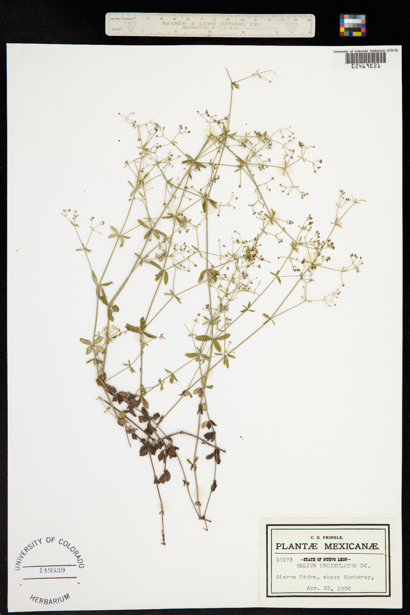 Galium uncinulatum image