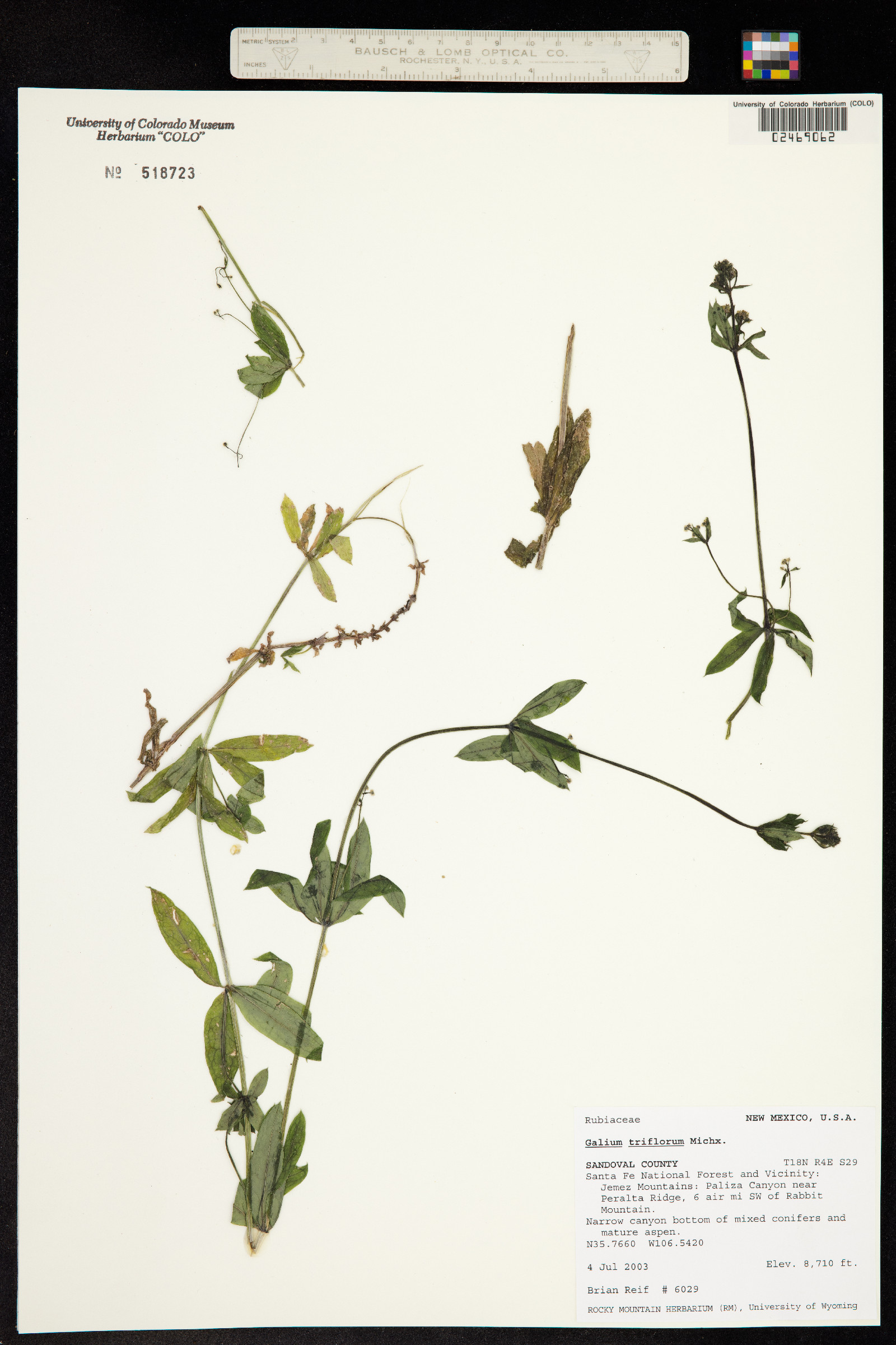 Galium triflorum image