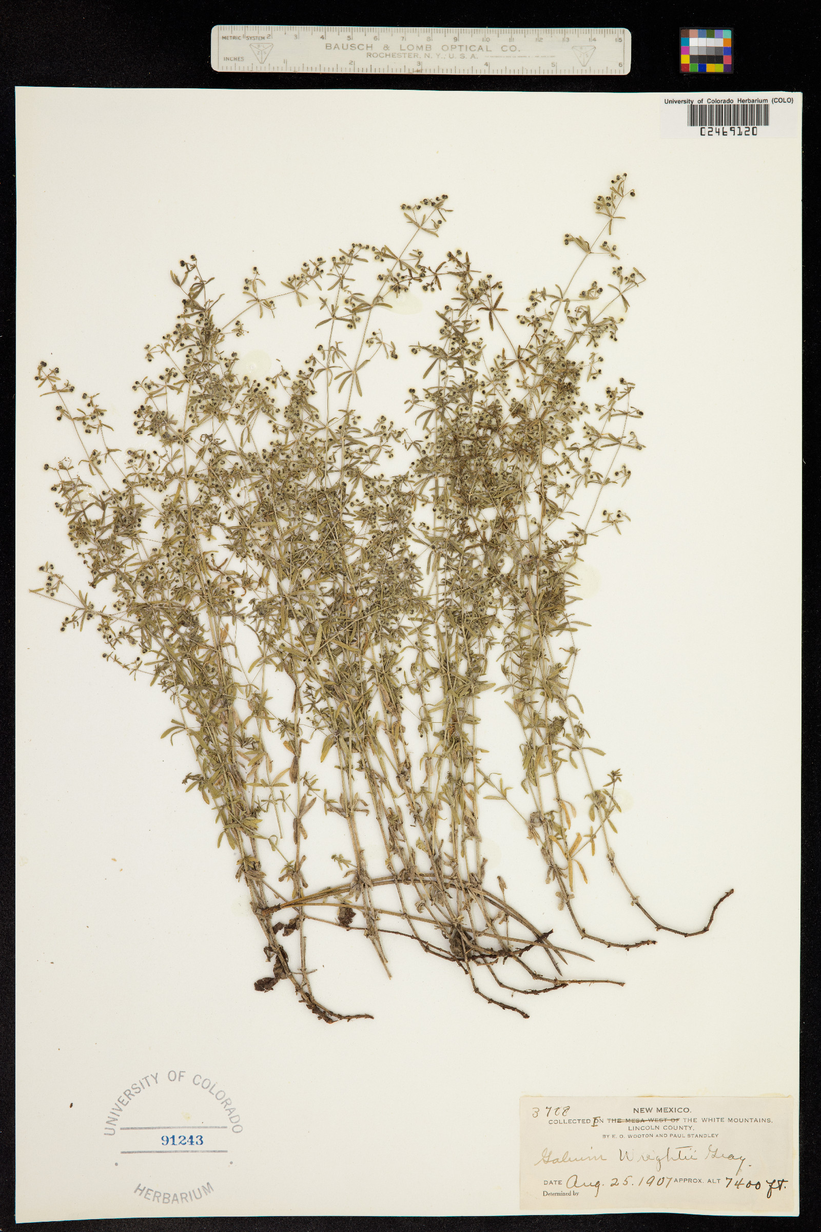 Galium wrightii image