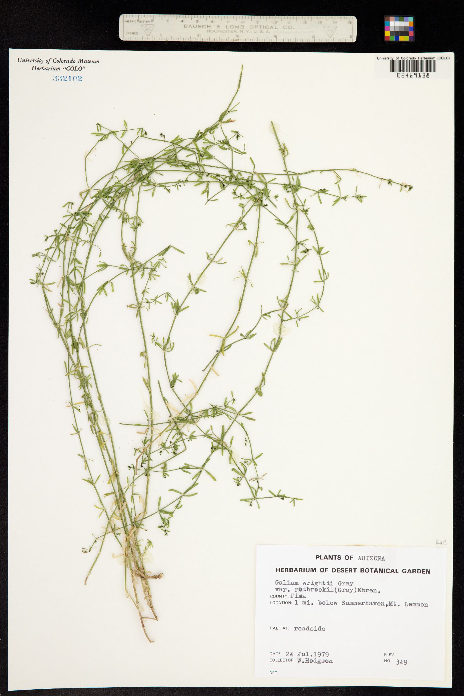 Galium wrightii image