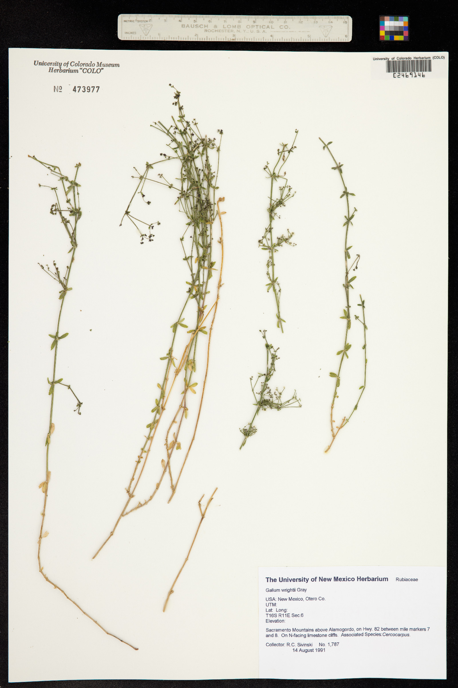 Galium wrightii image