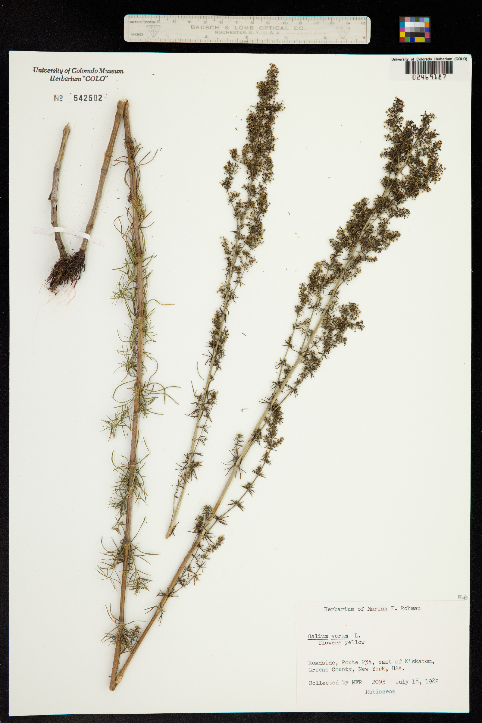 Galium verum image