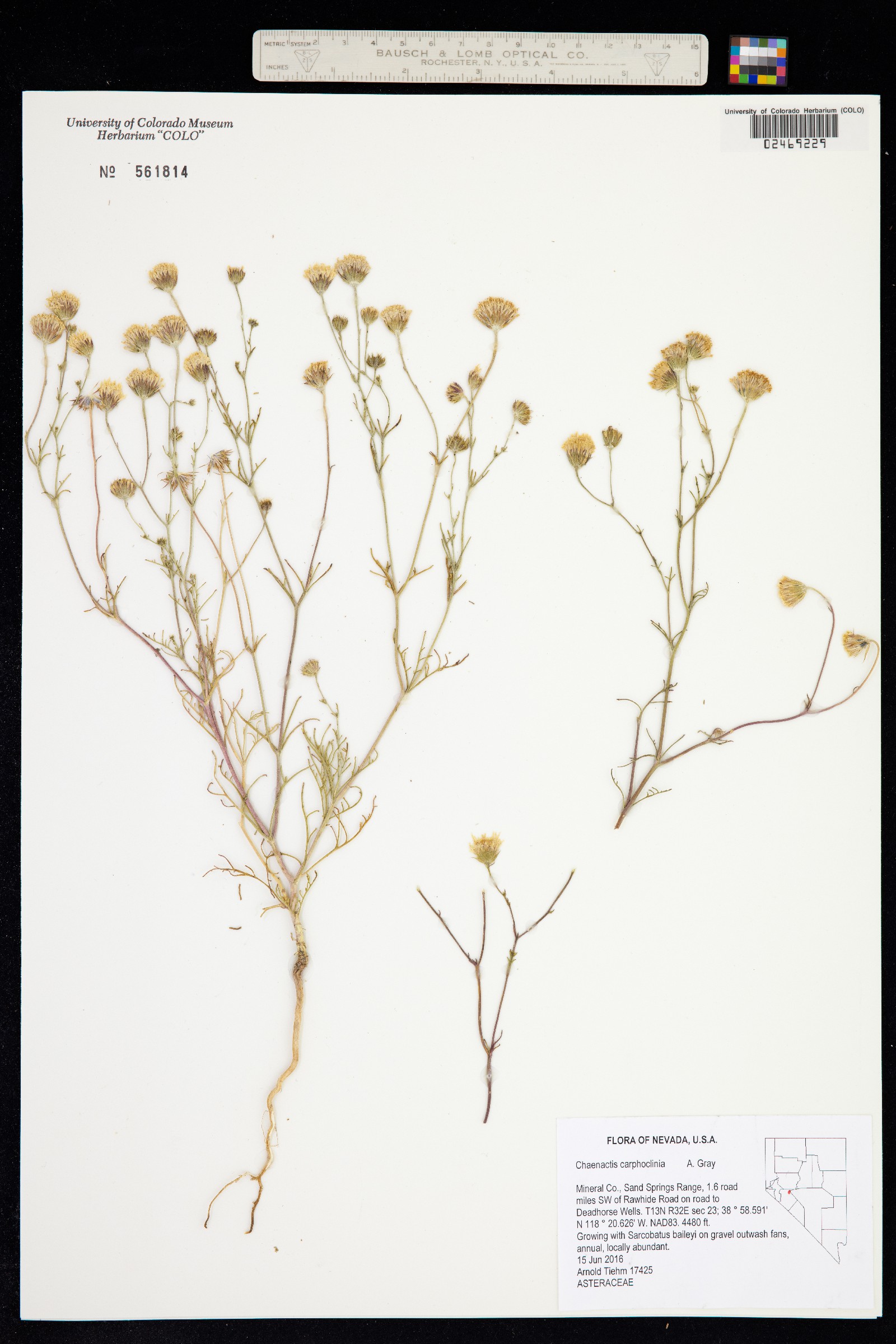 Chaenactis carphoclinia image