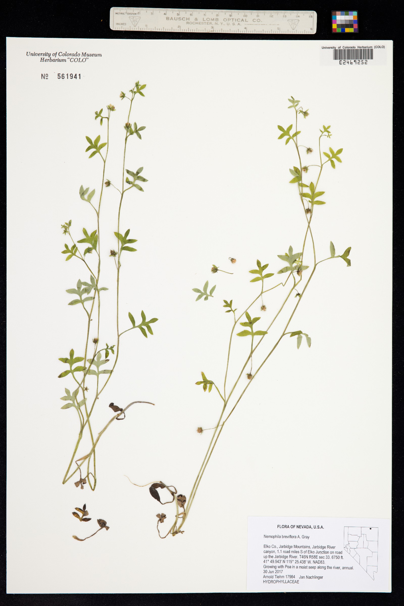 Nemophila breviflora image