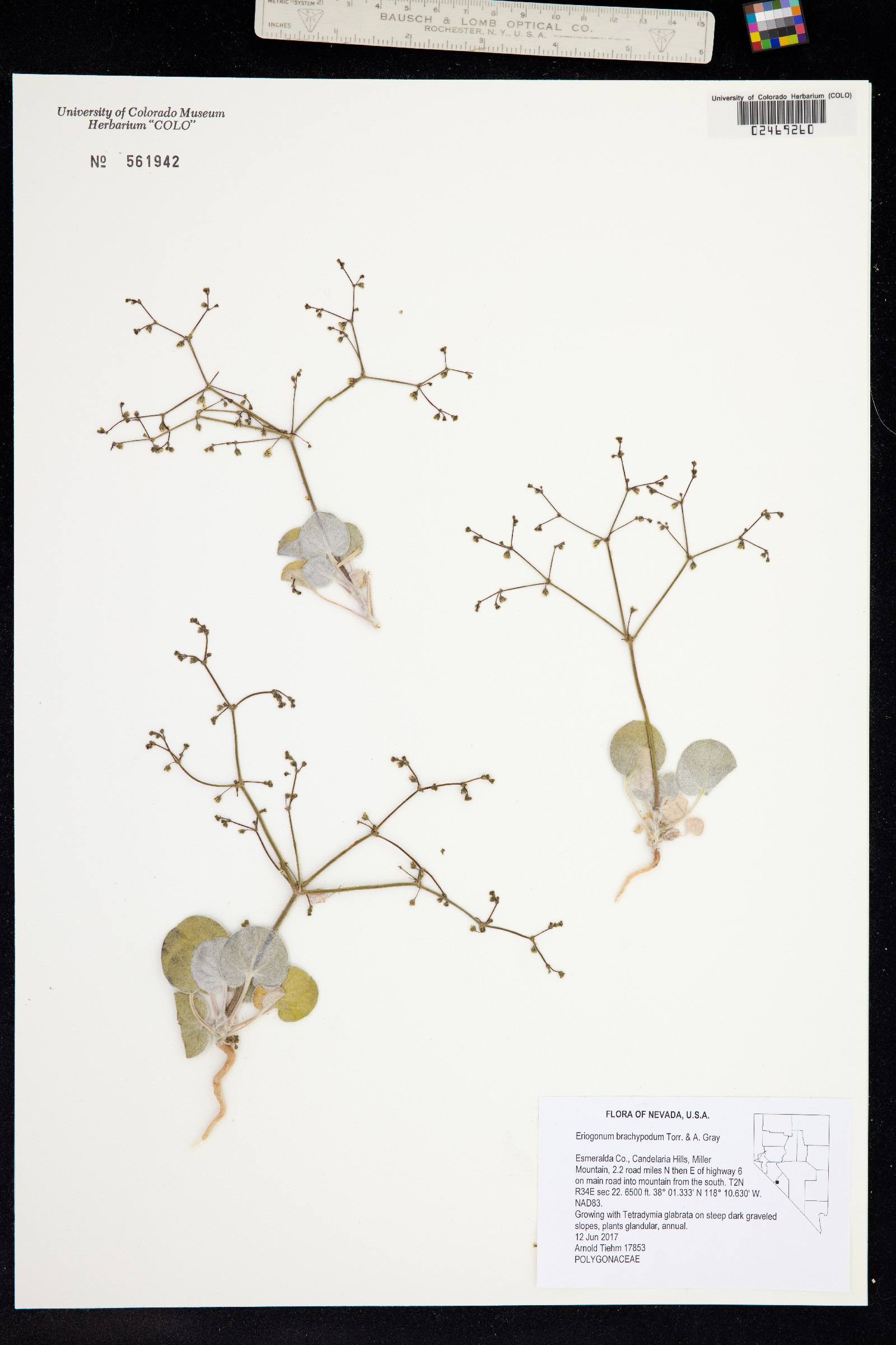 Eriogonum brachypodum image