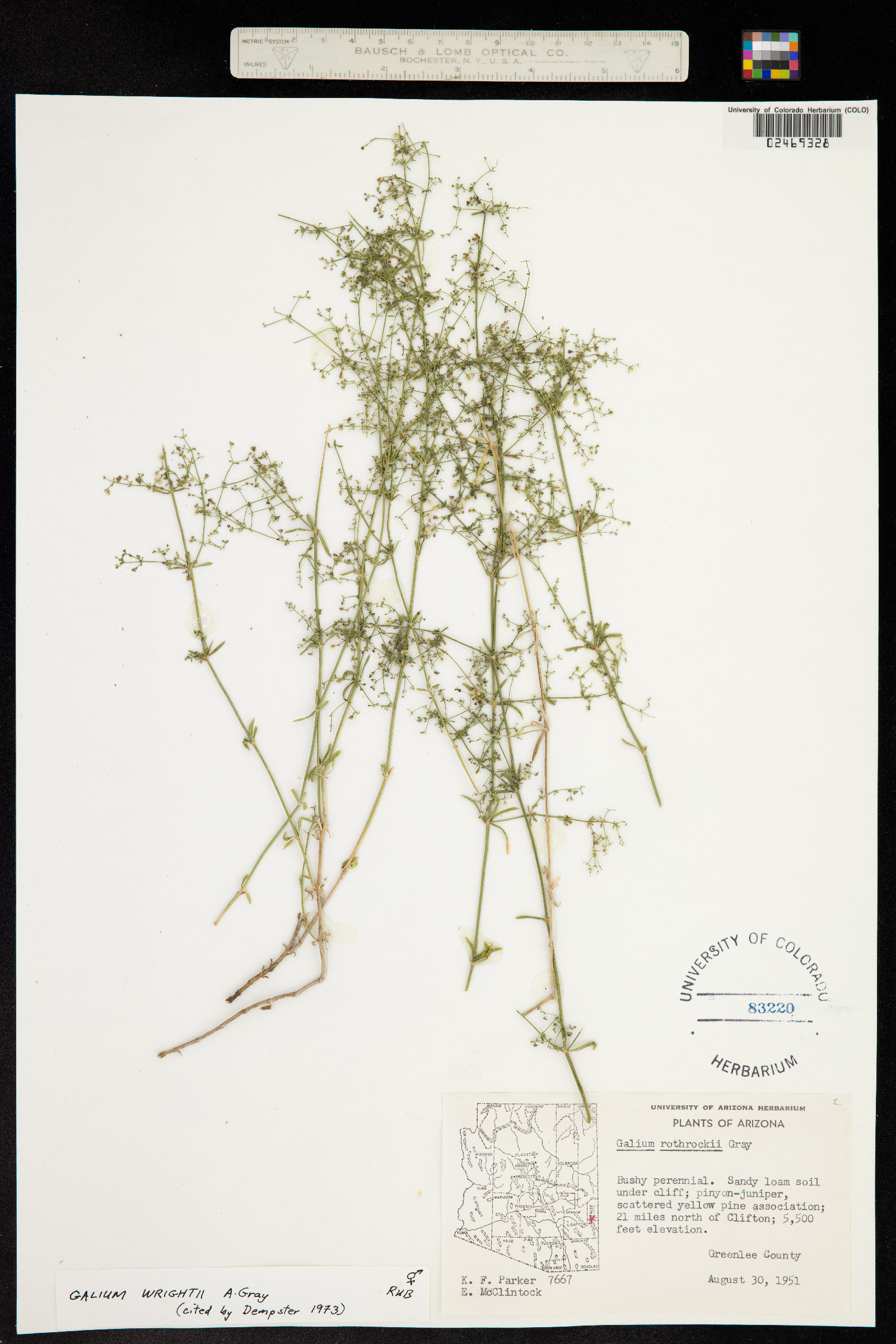 Galium wrightii image