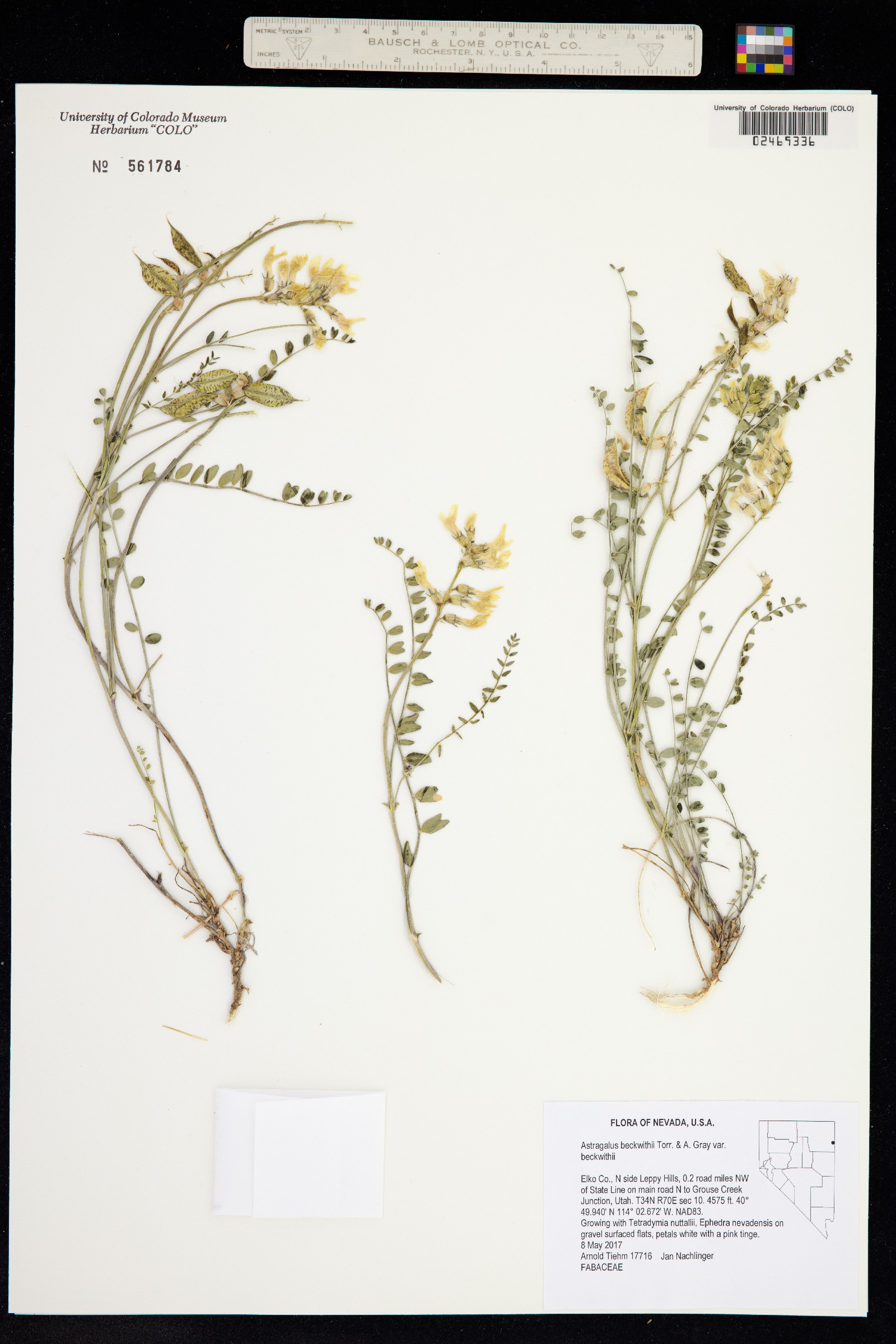 Astragalus beckwithii image