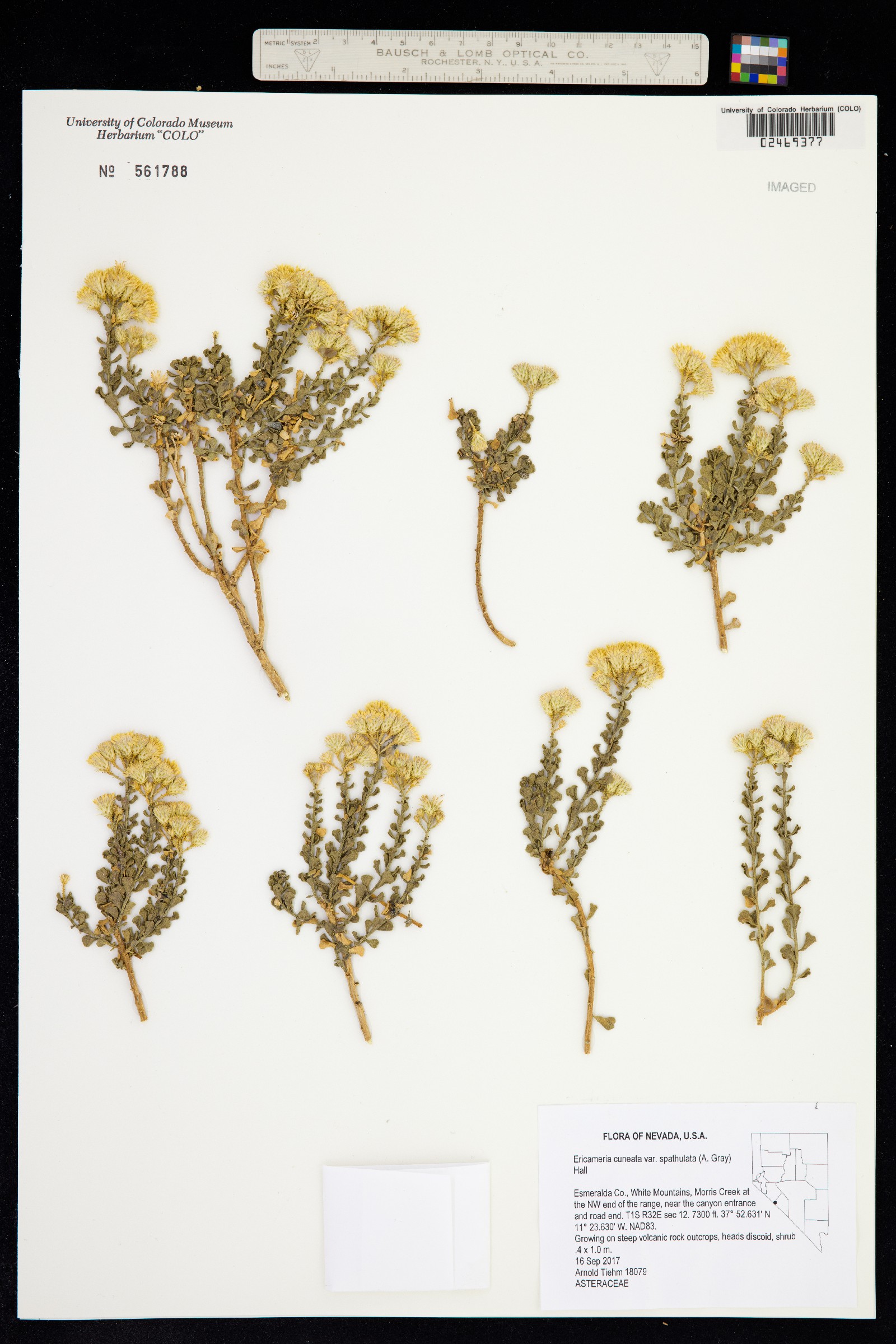 Ericameria cuneata image