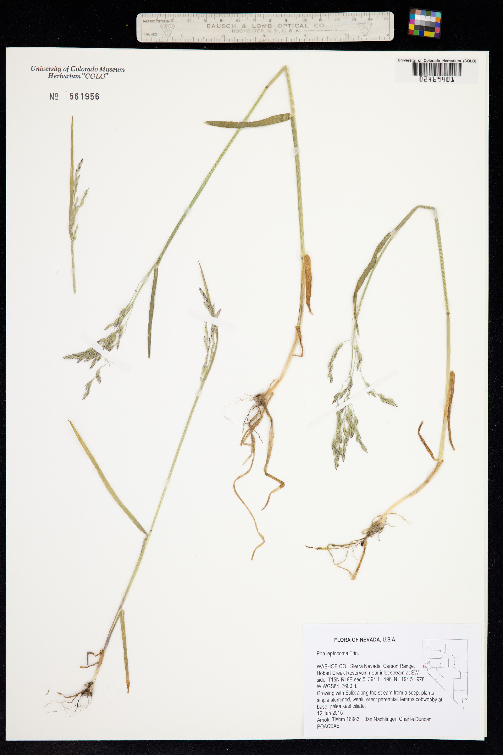 Poa leptocoma image