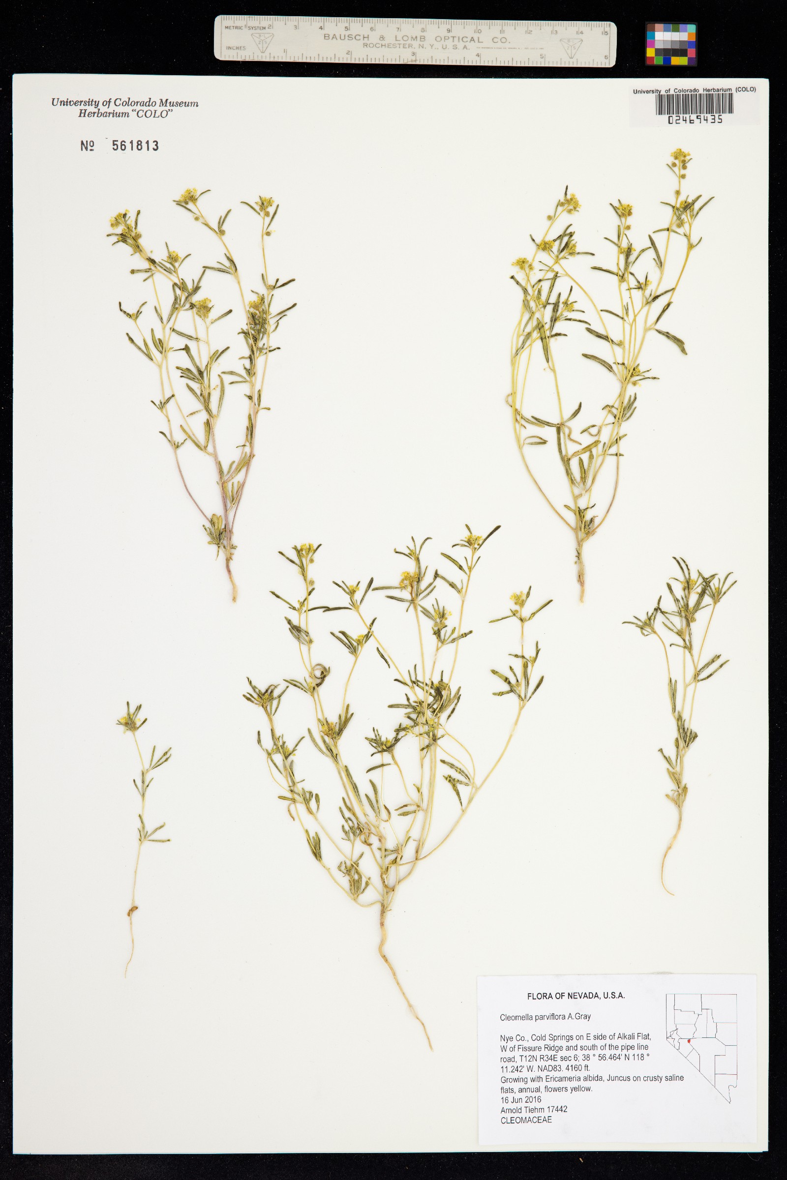 Cleomella parviflora image