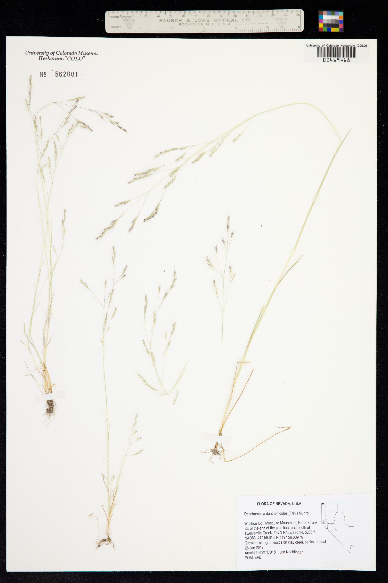 Deschampsia danthonioides image