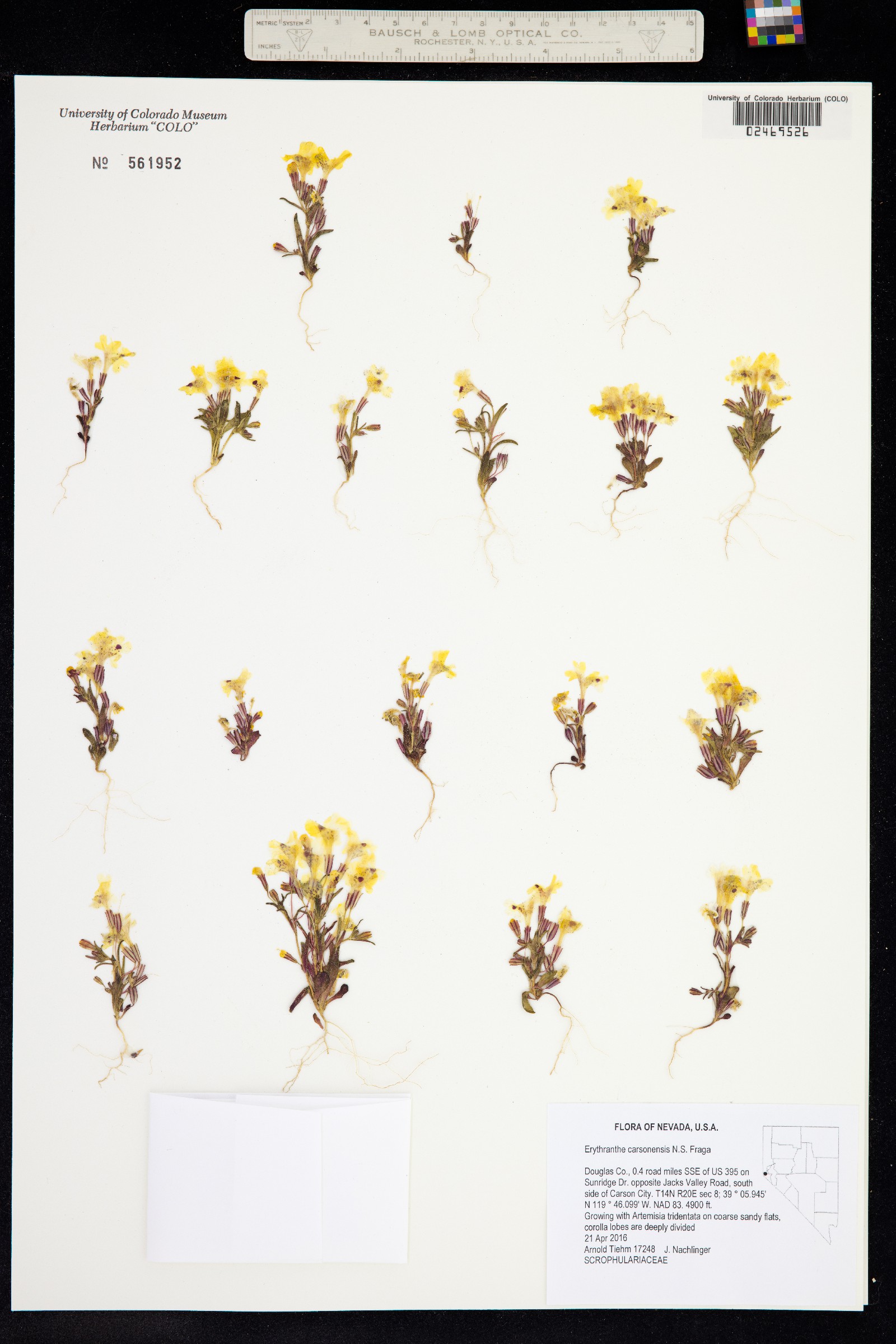 Mimulus montioides image