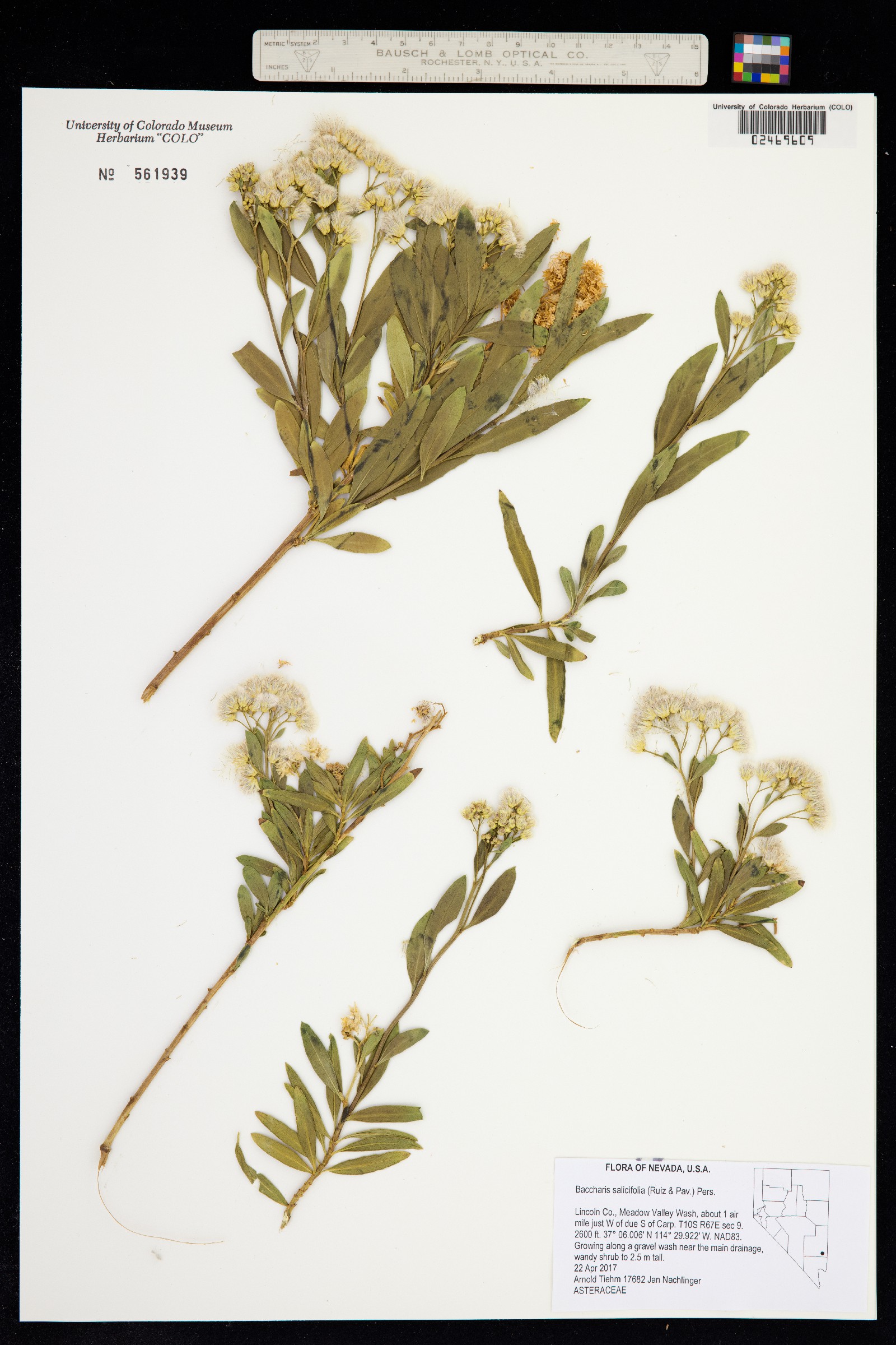 Baccharis salicifolia image