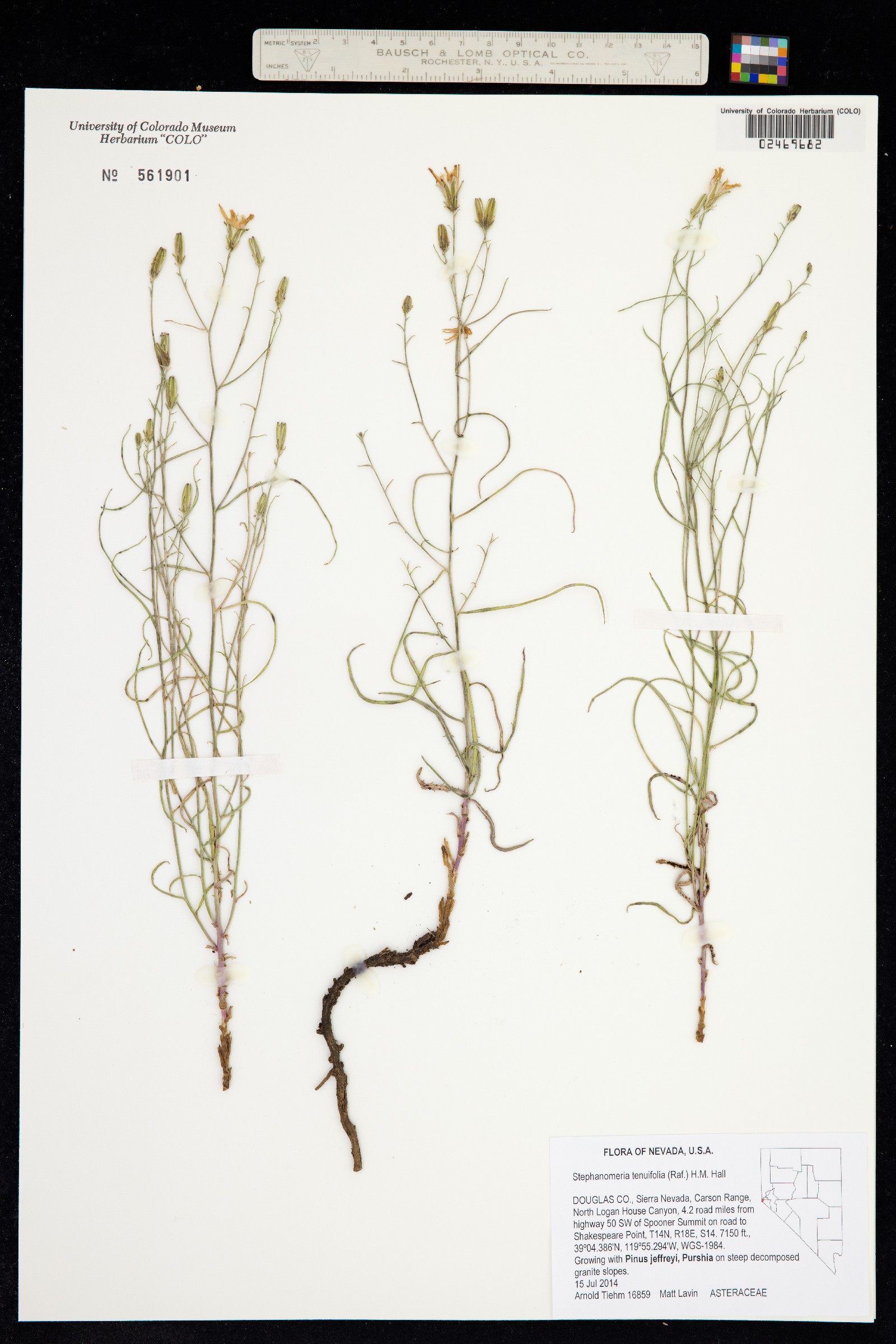 Stephanomeria tenuifolia image
