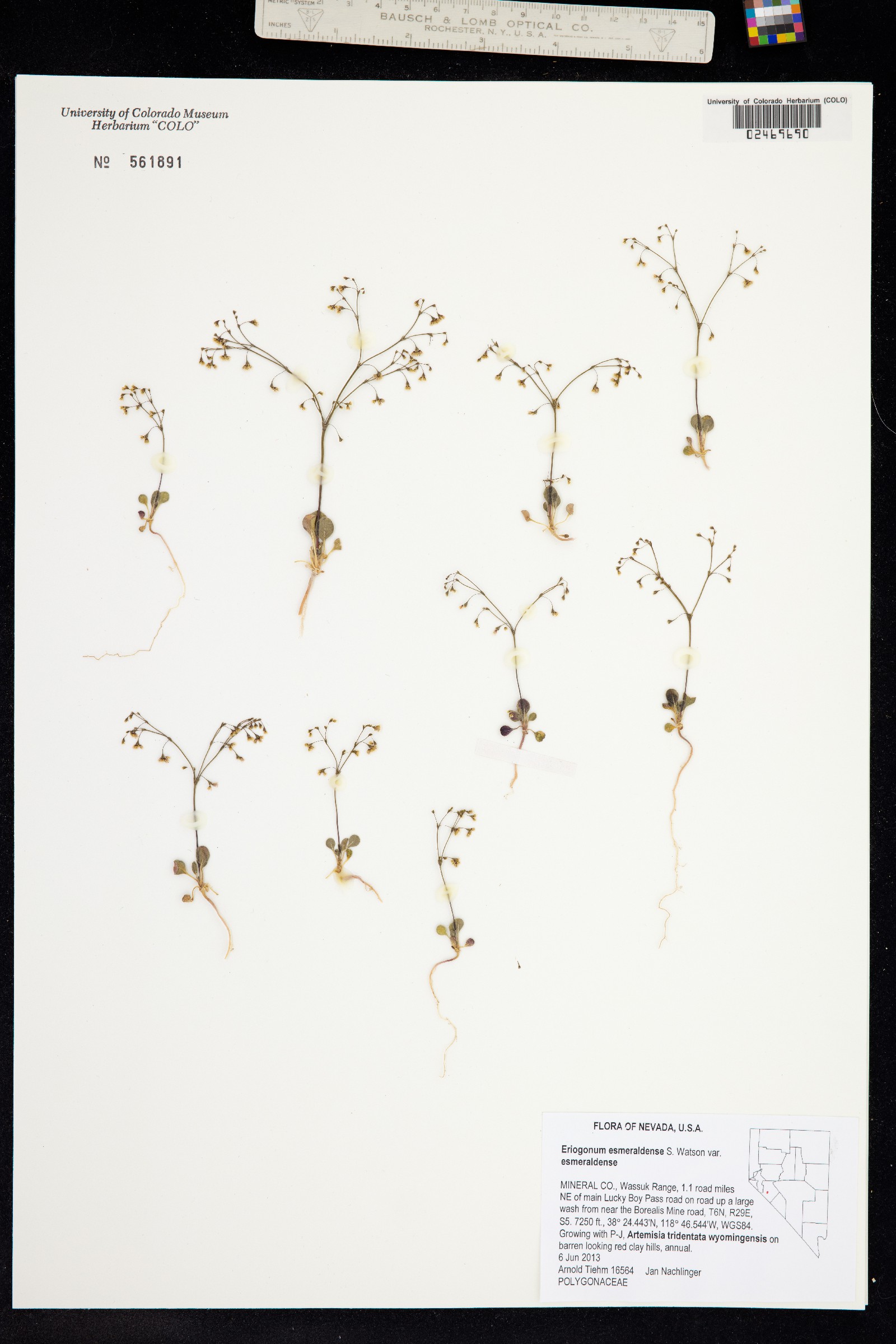 Eriogonum esmeraldense image