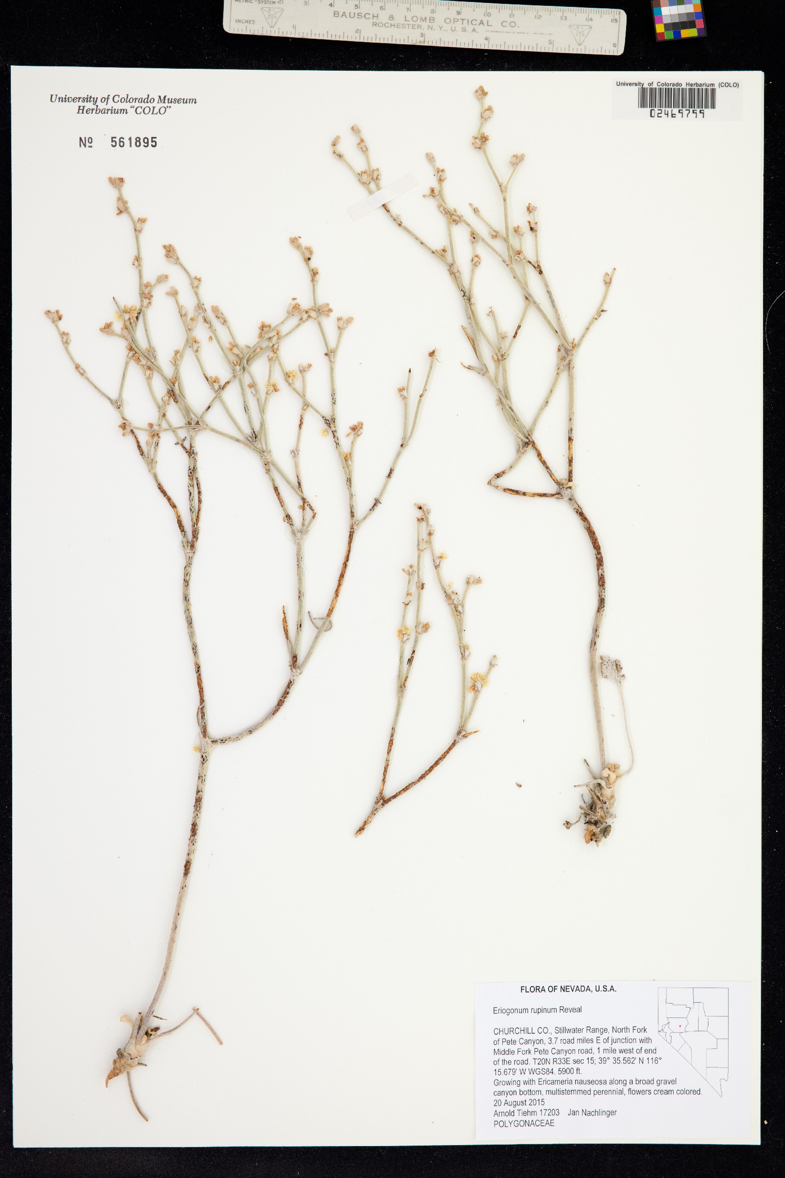 Eriogonum rupinum image