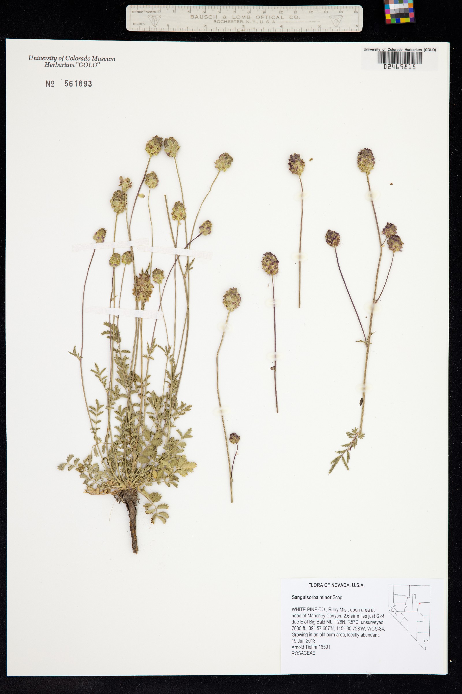 Sanguisorba minor image