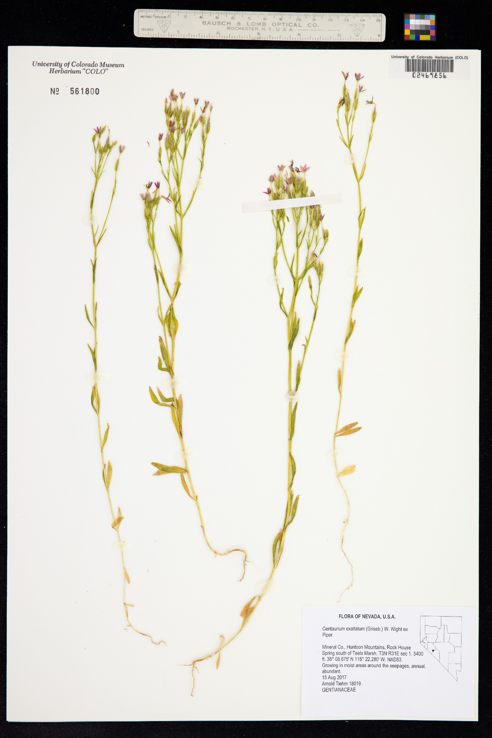 Zeltnera exaltata image