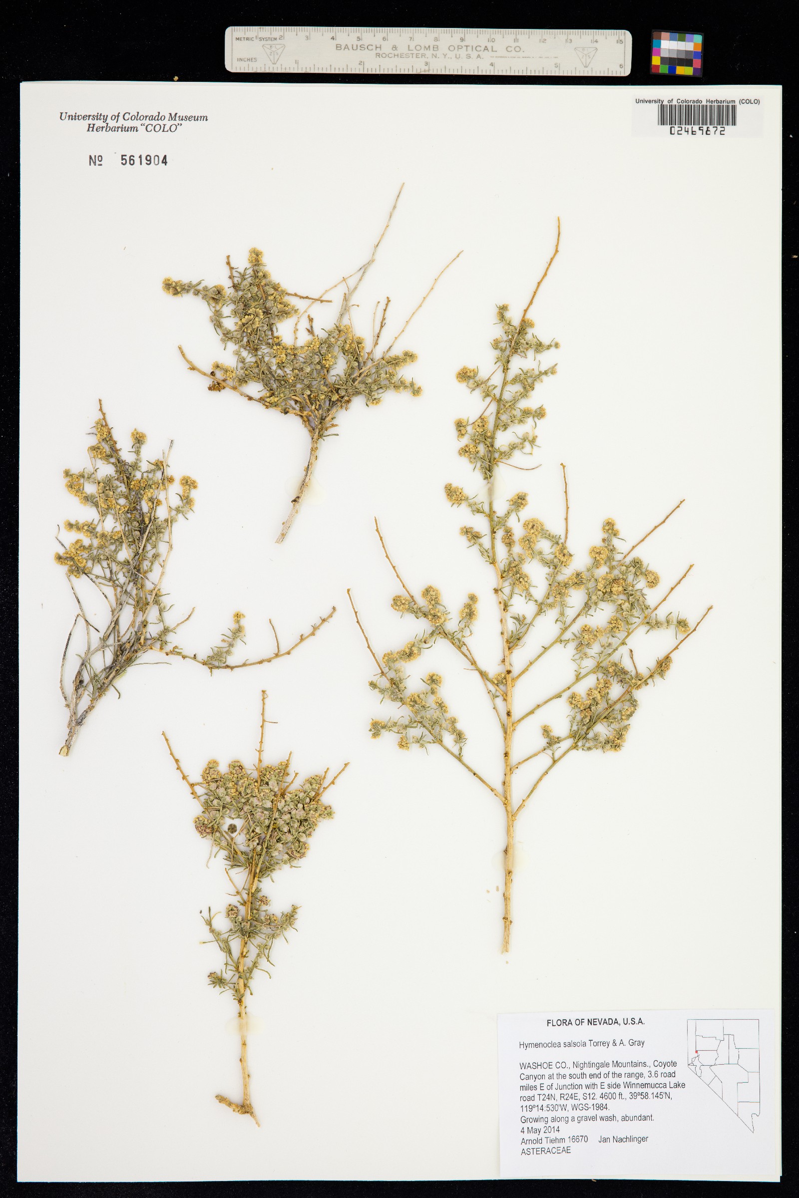 Ambrosia salsola image