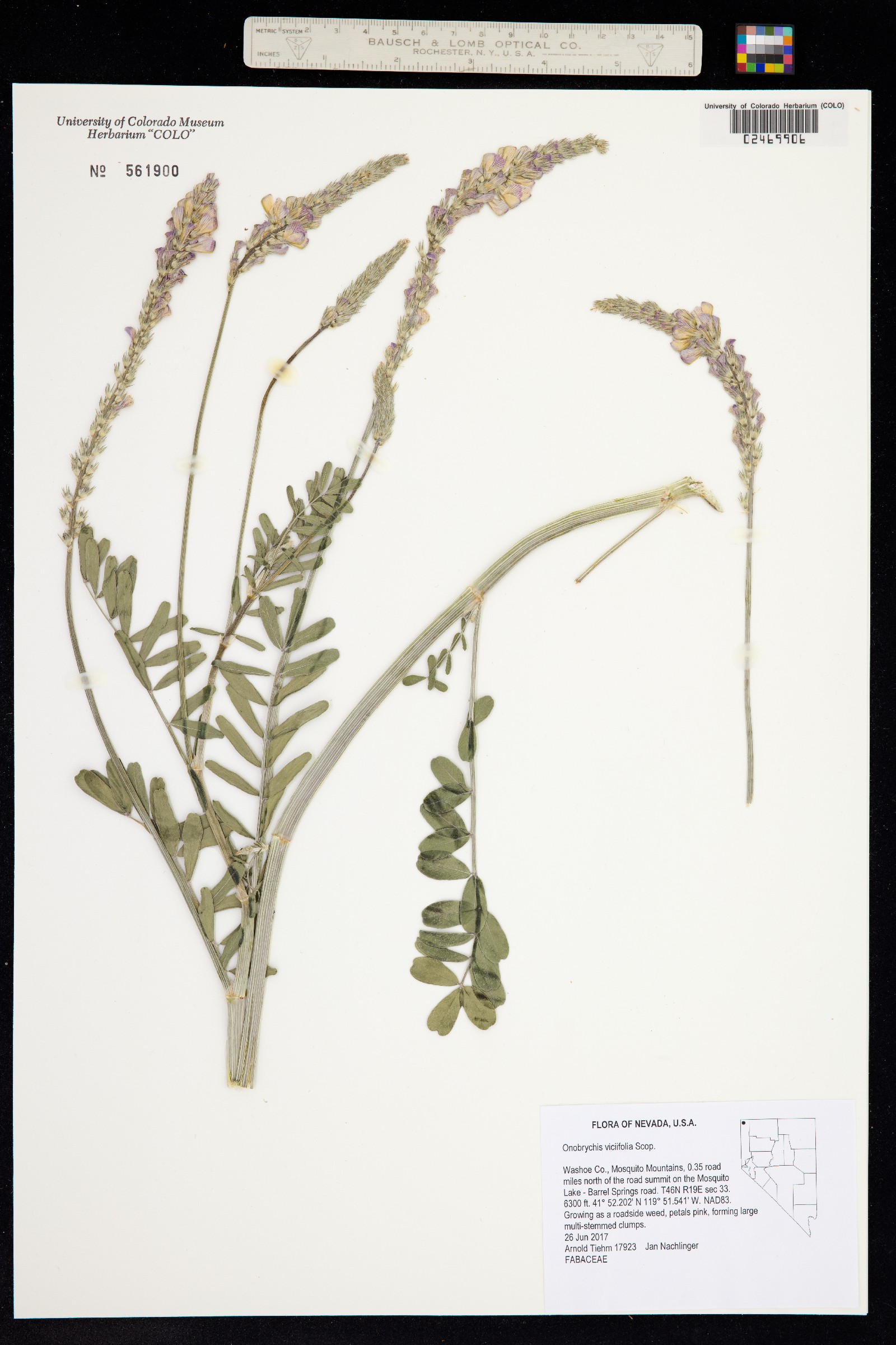 Onobrychis viciifolia image