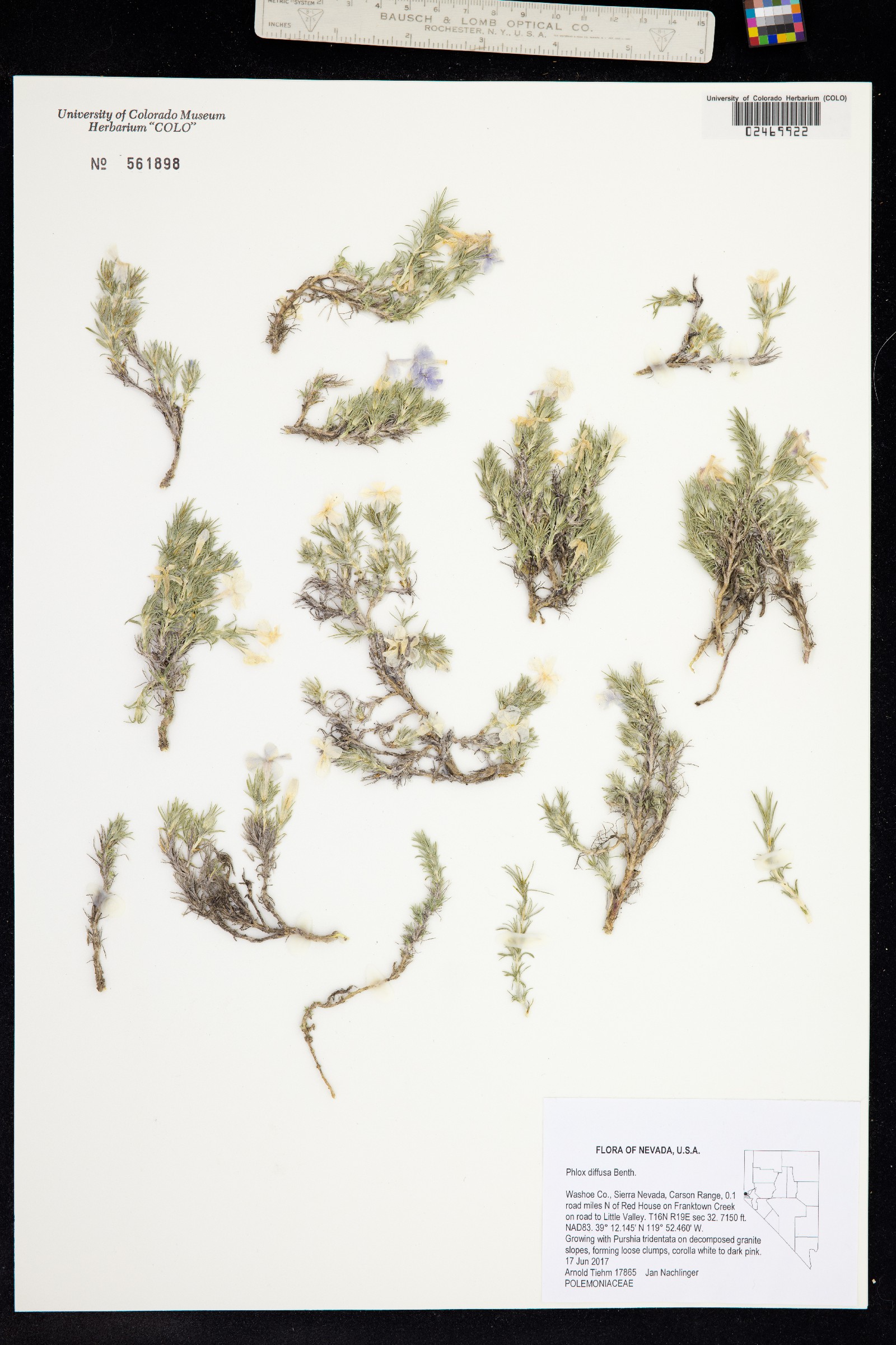 Phlox diffusa image