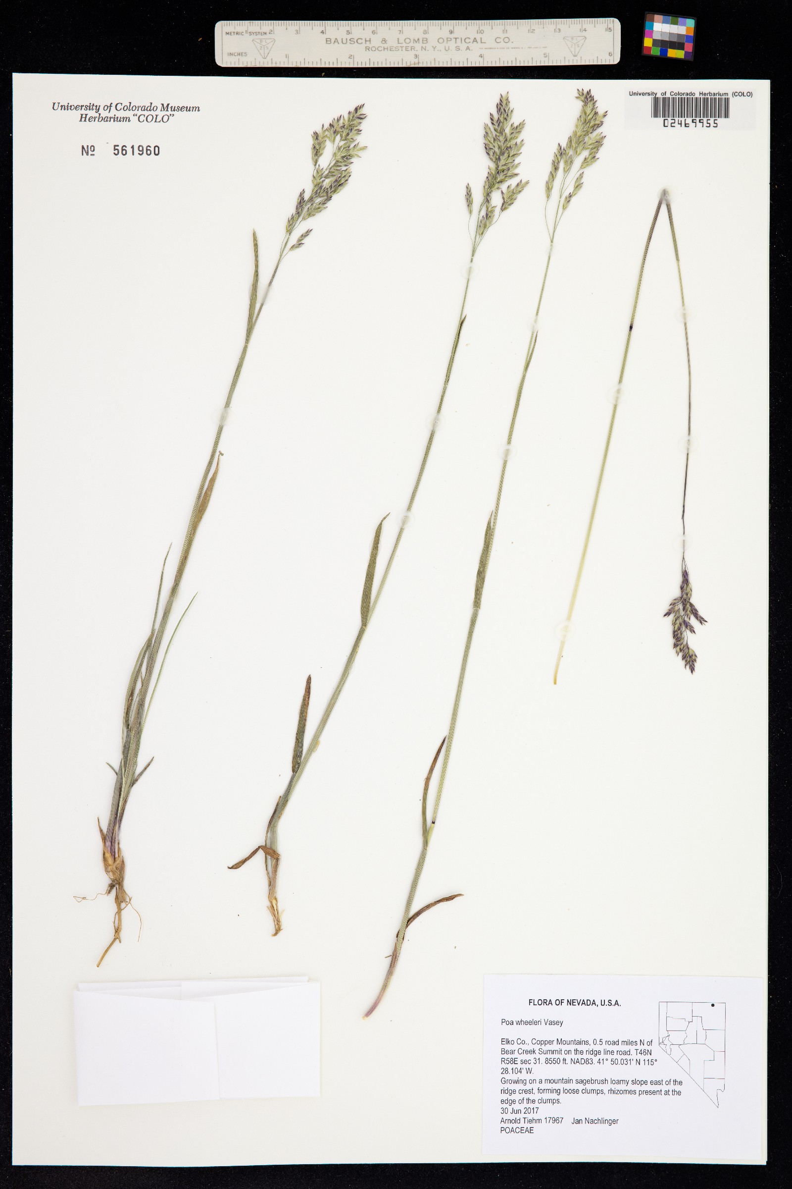 Poa wheeleri image