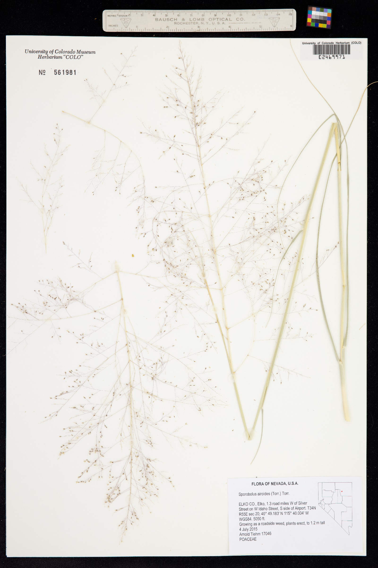 Sporobolus airoides image