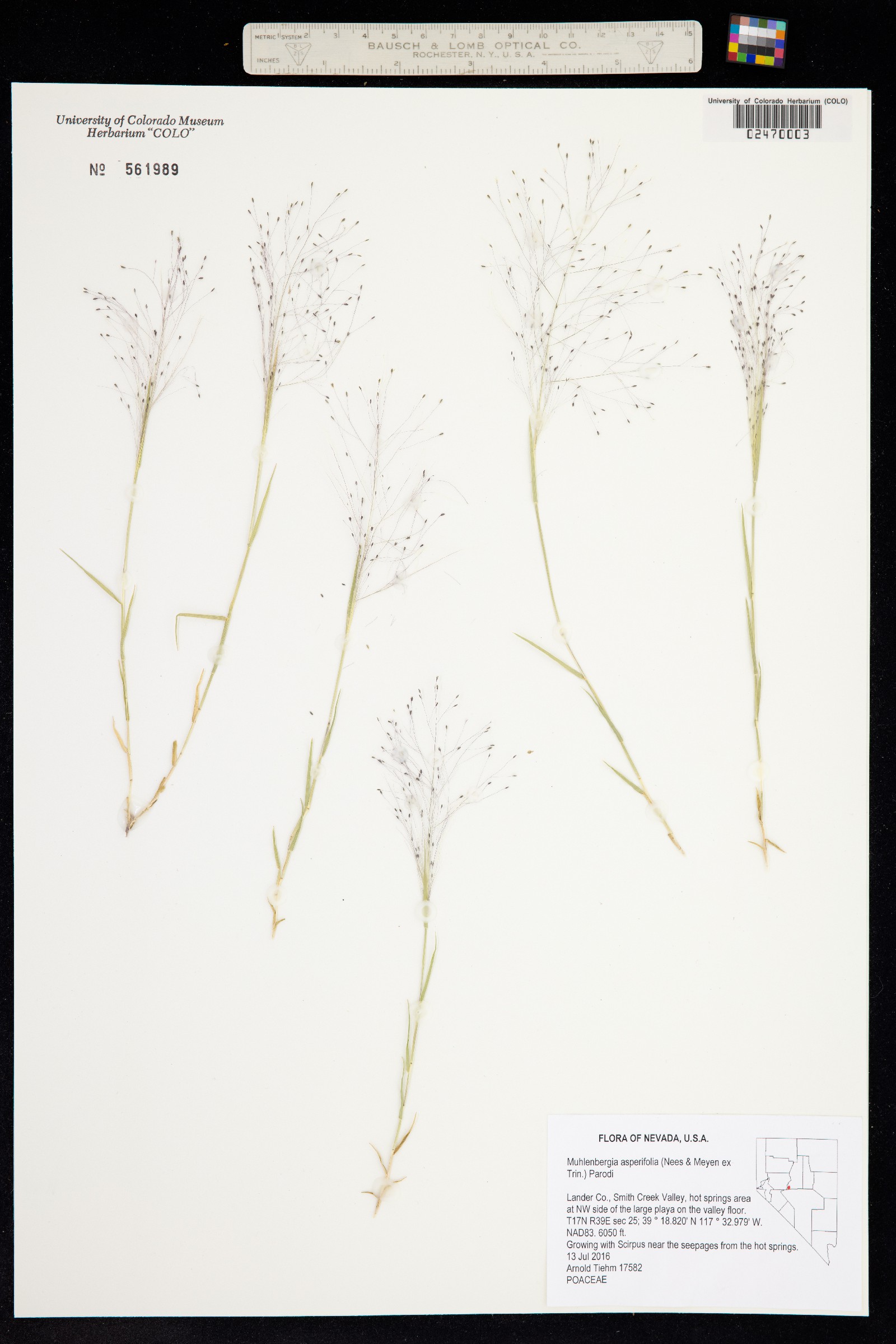 Muhlenbergia asperifolia image