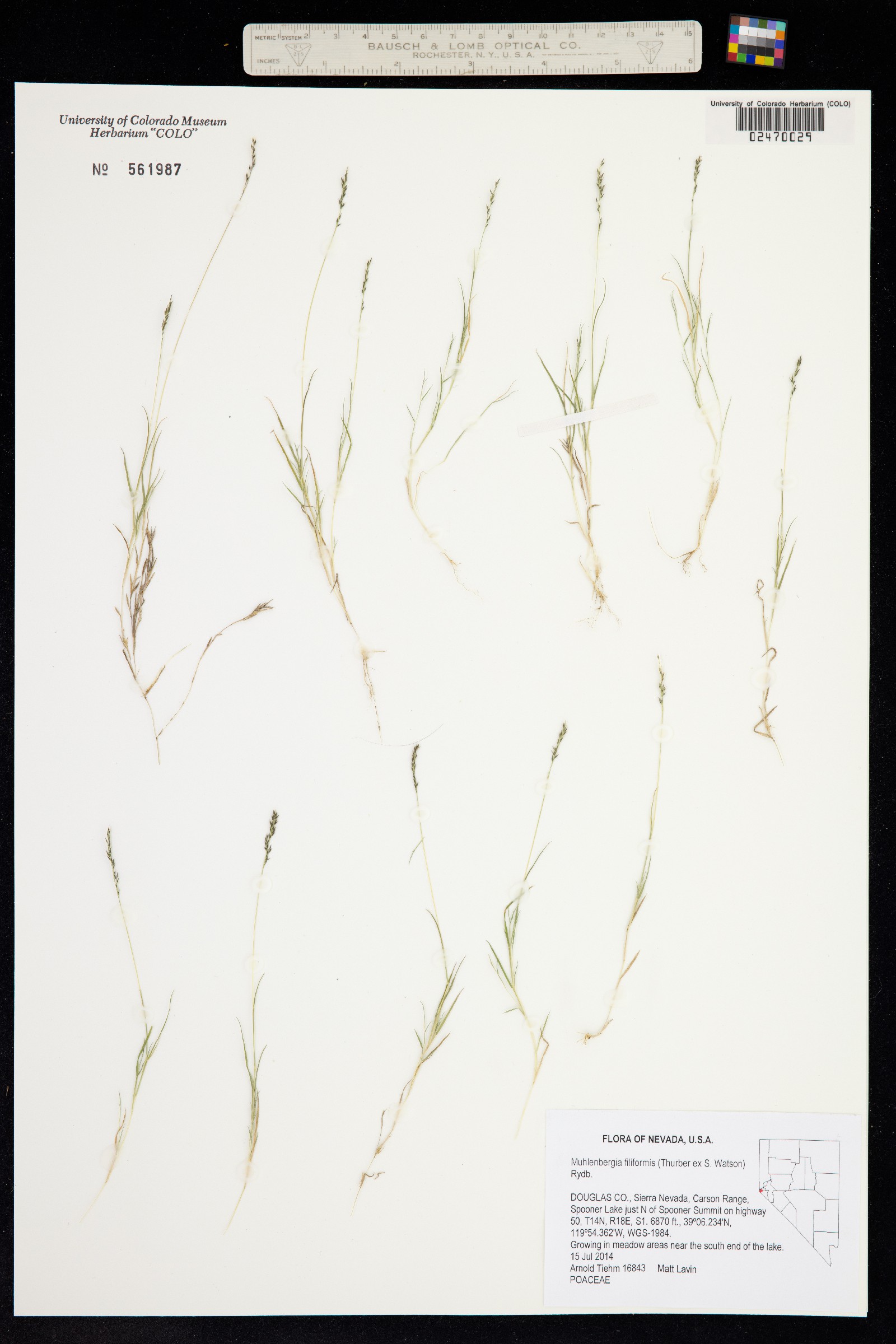 Muhlenbergia filiformis image