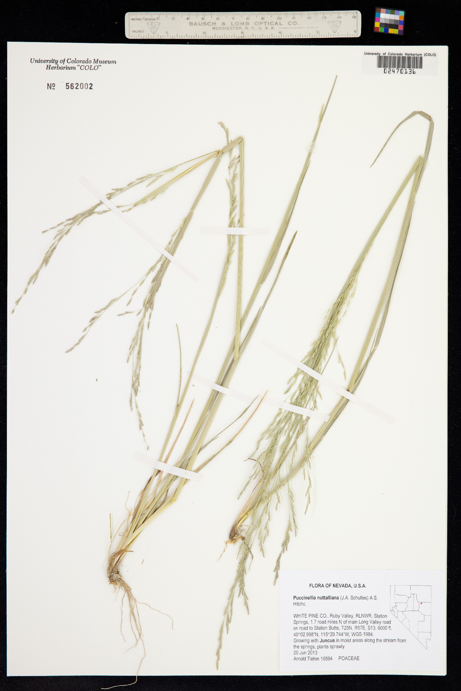 Puccinellia nuttalliana image
