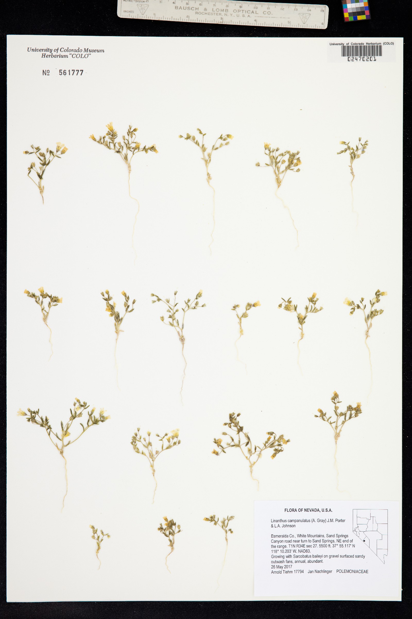 Linanthus campanulatus image