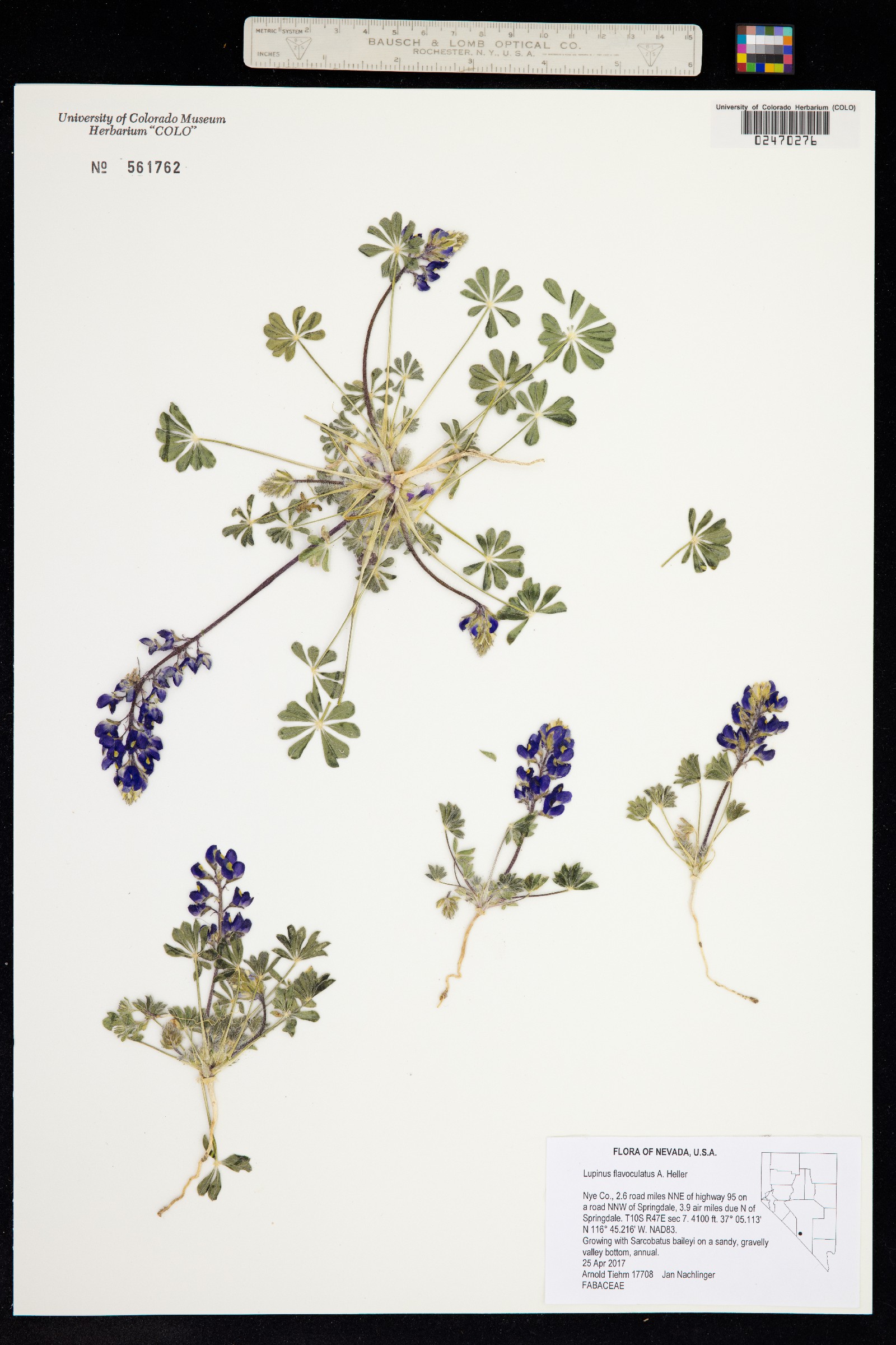 Lupinus flavoculatus image