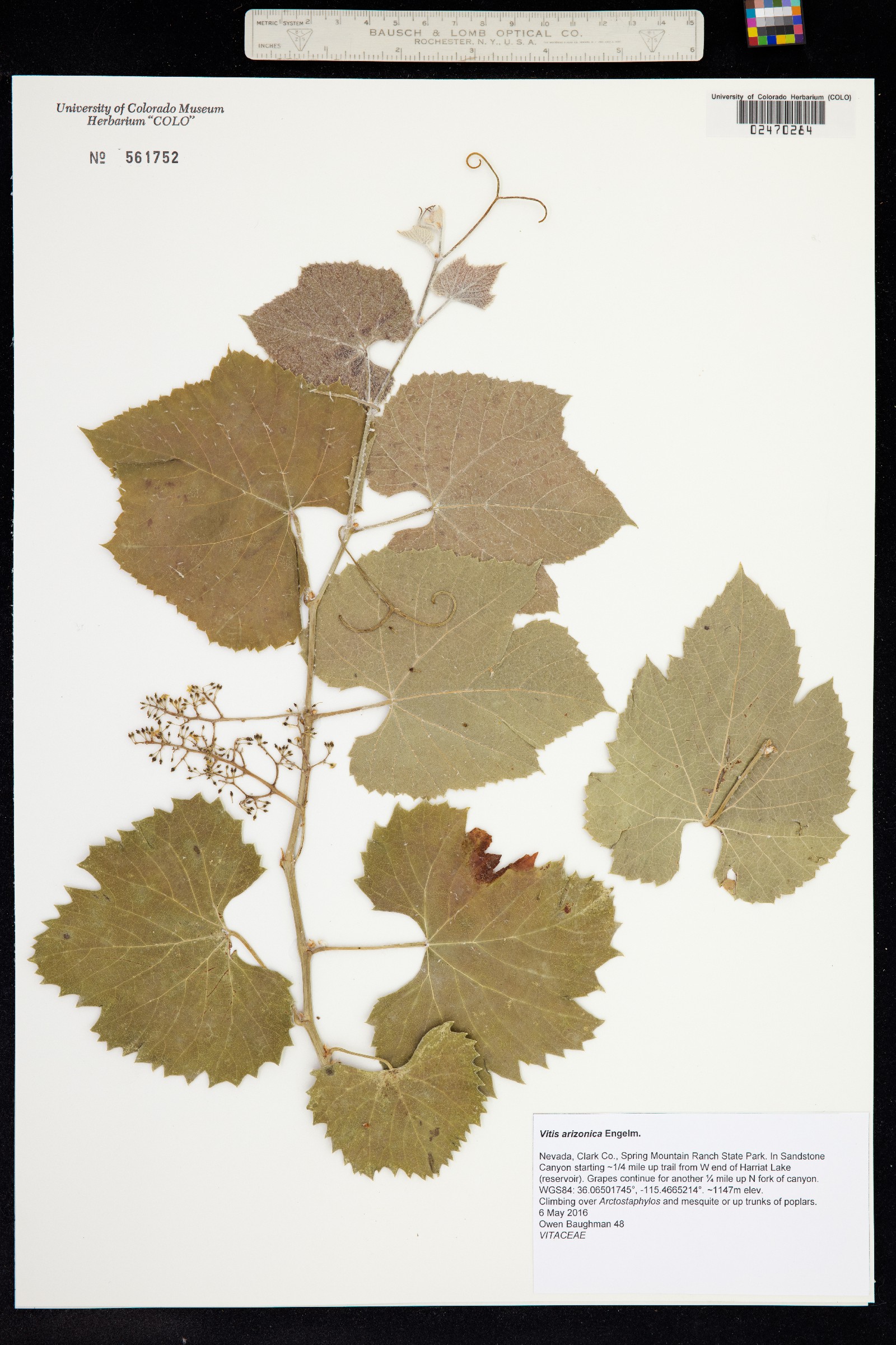 Vitis image