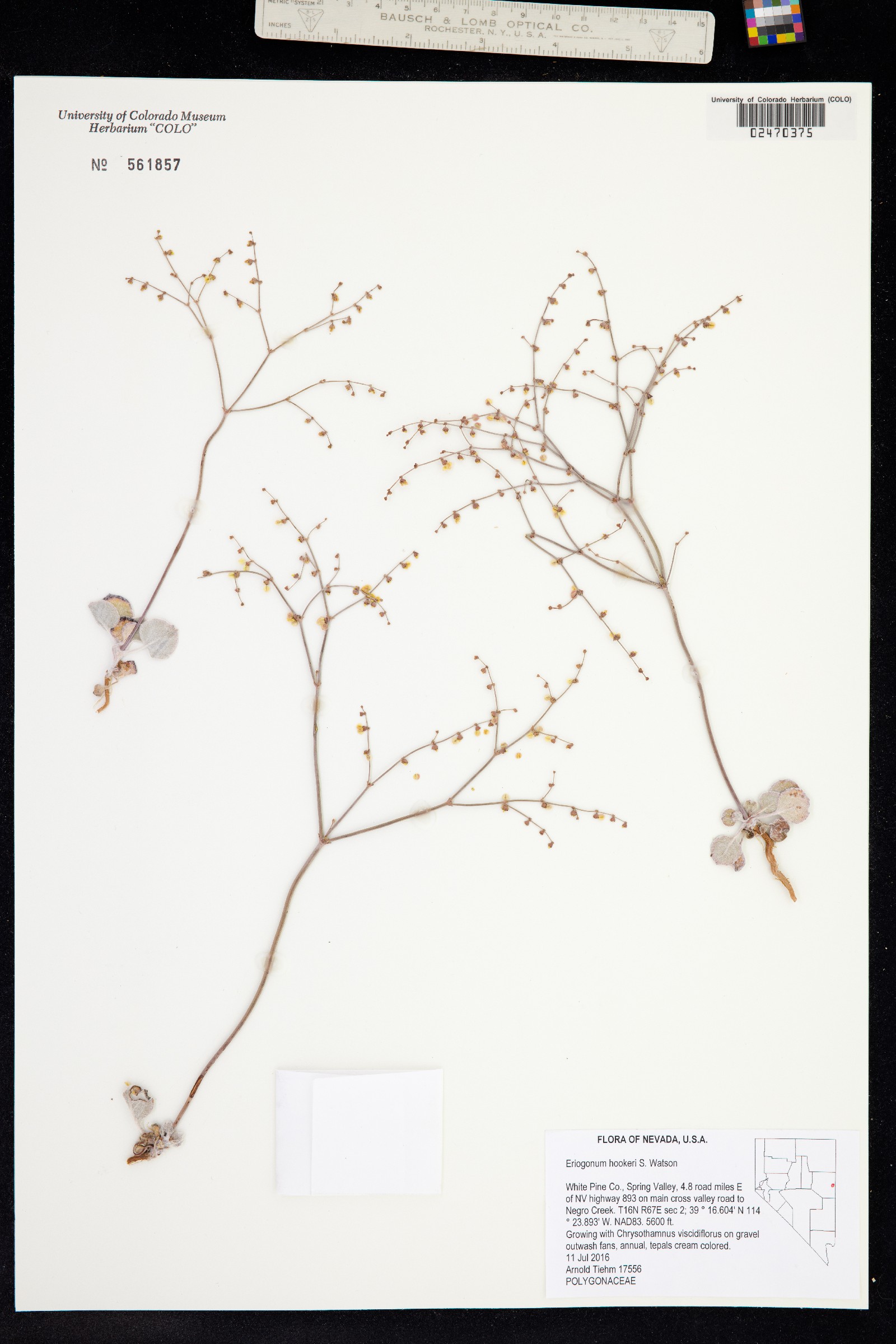 Eriogonum hookeri image