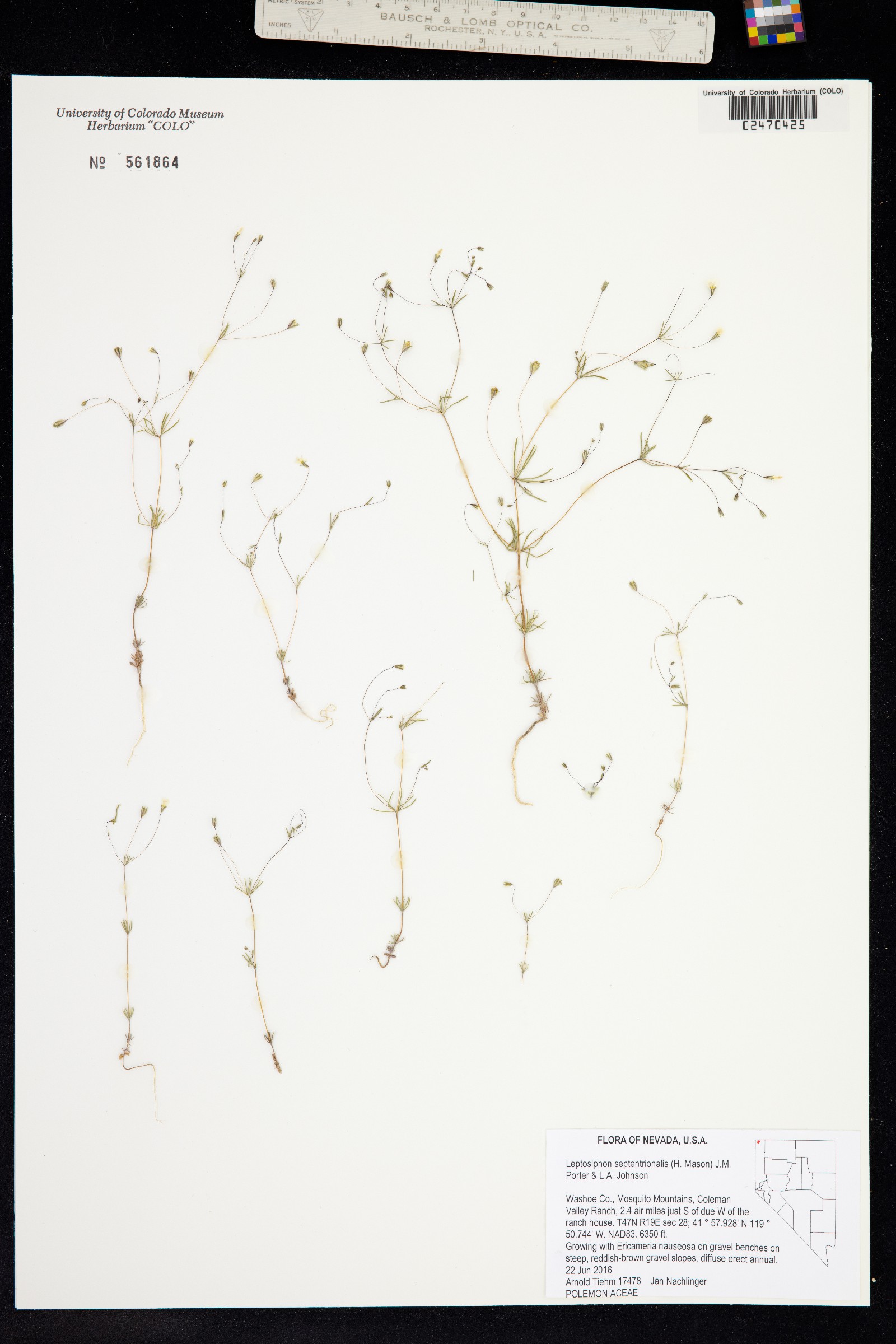 Leptosiphon septentrionalis image