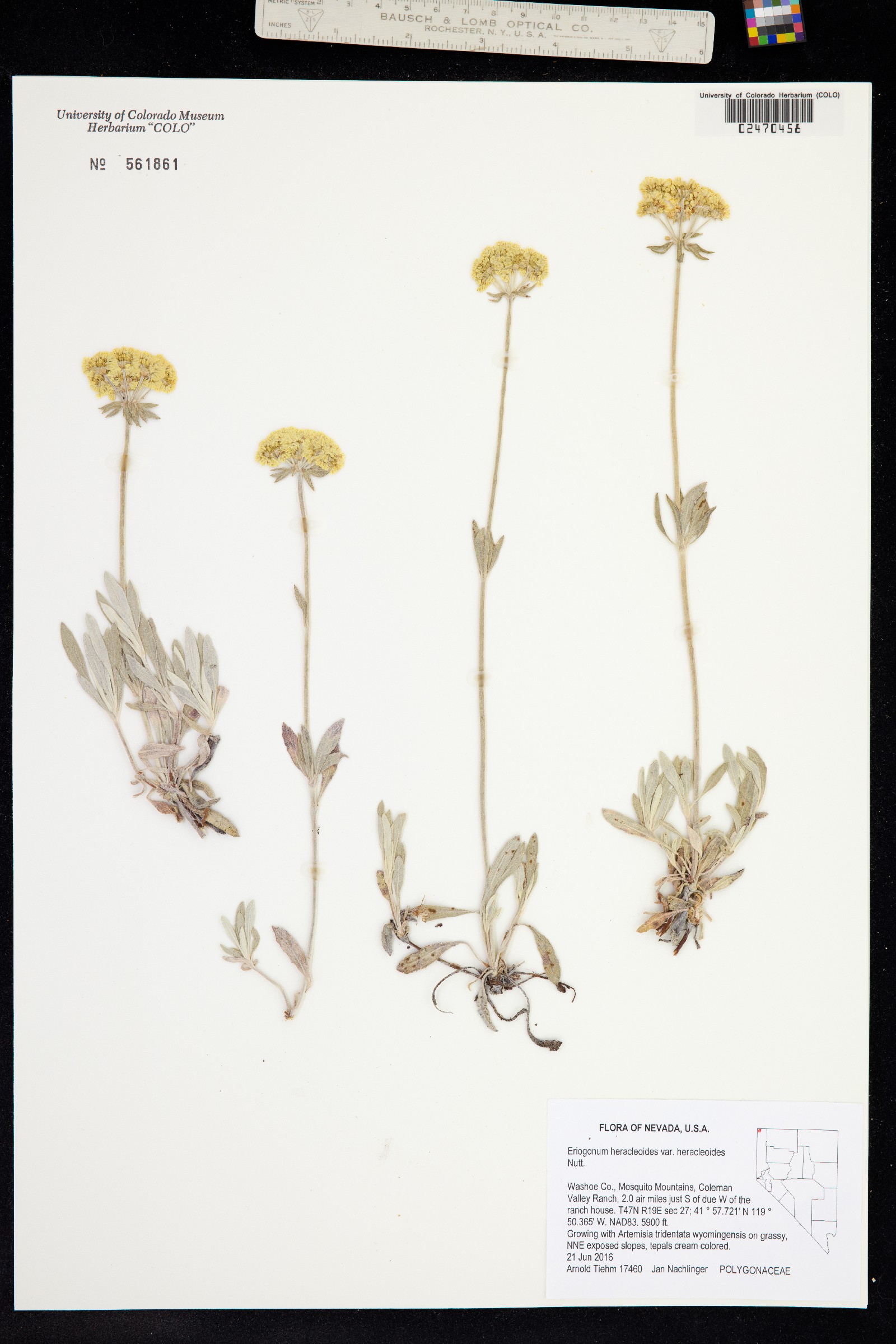Eriogonum heracleoides image