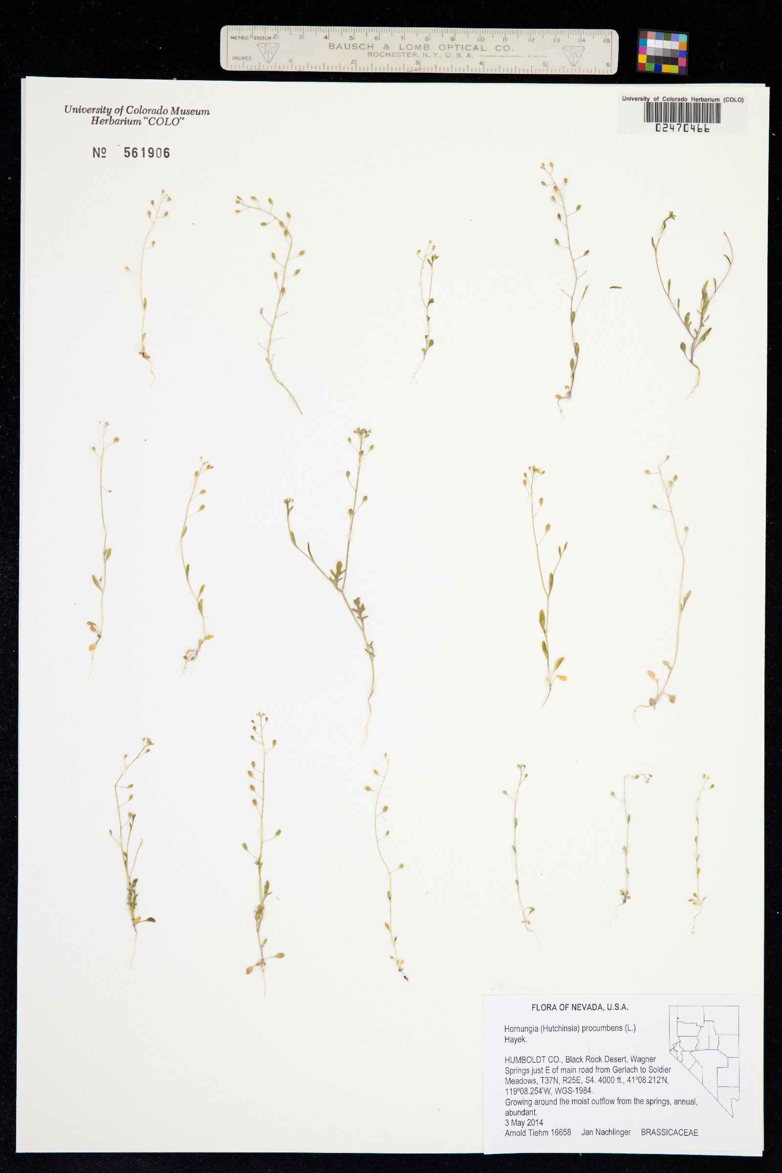 Hornungia image