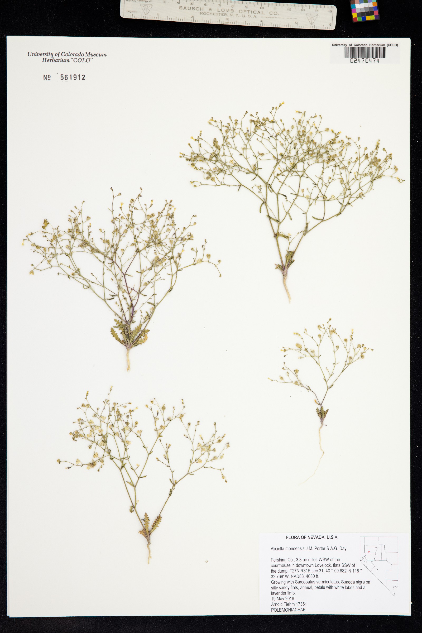 Aliciella monoensis image