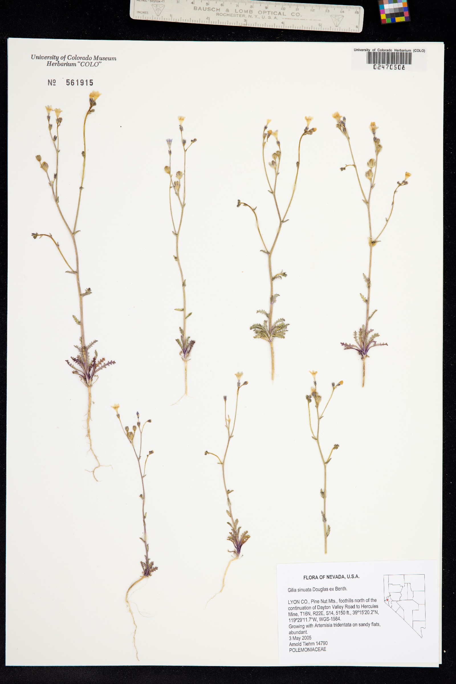 Gilia sinuata image