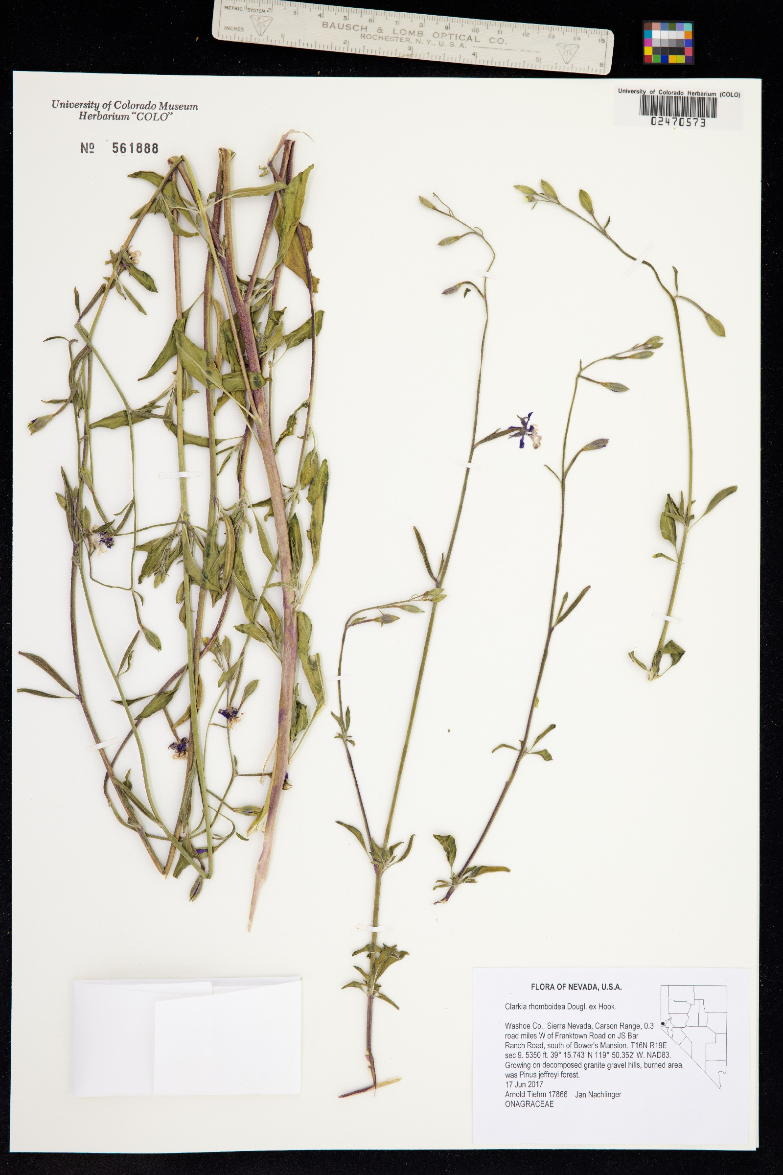 Clarkia rhomboidea image