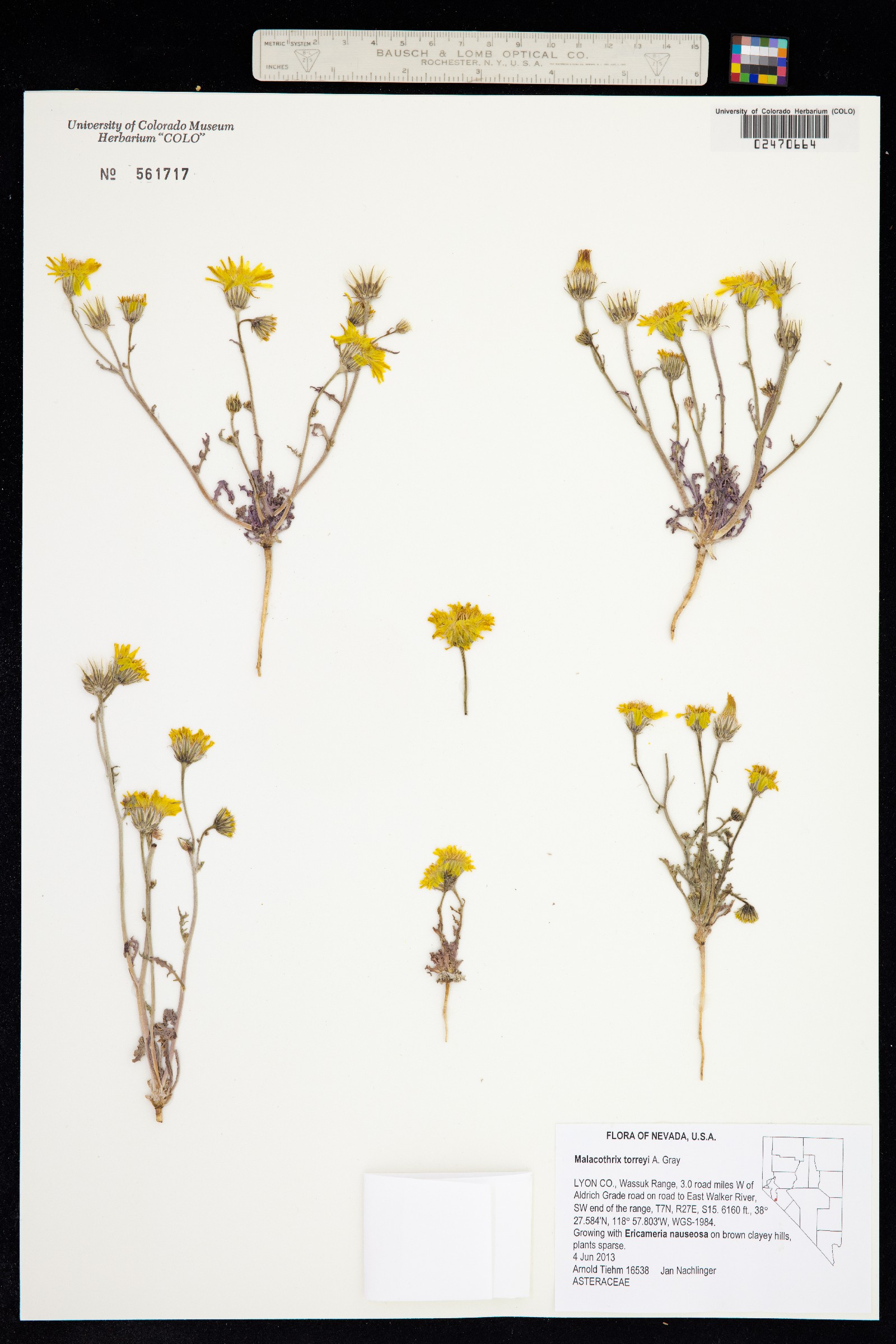Malacothrix torreyi image