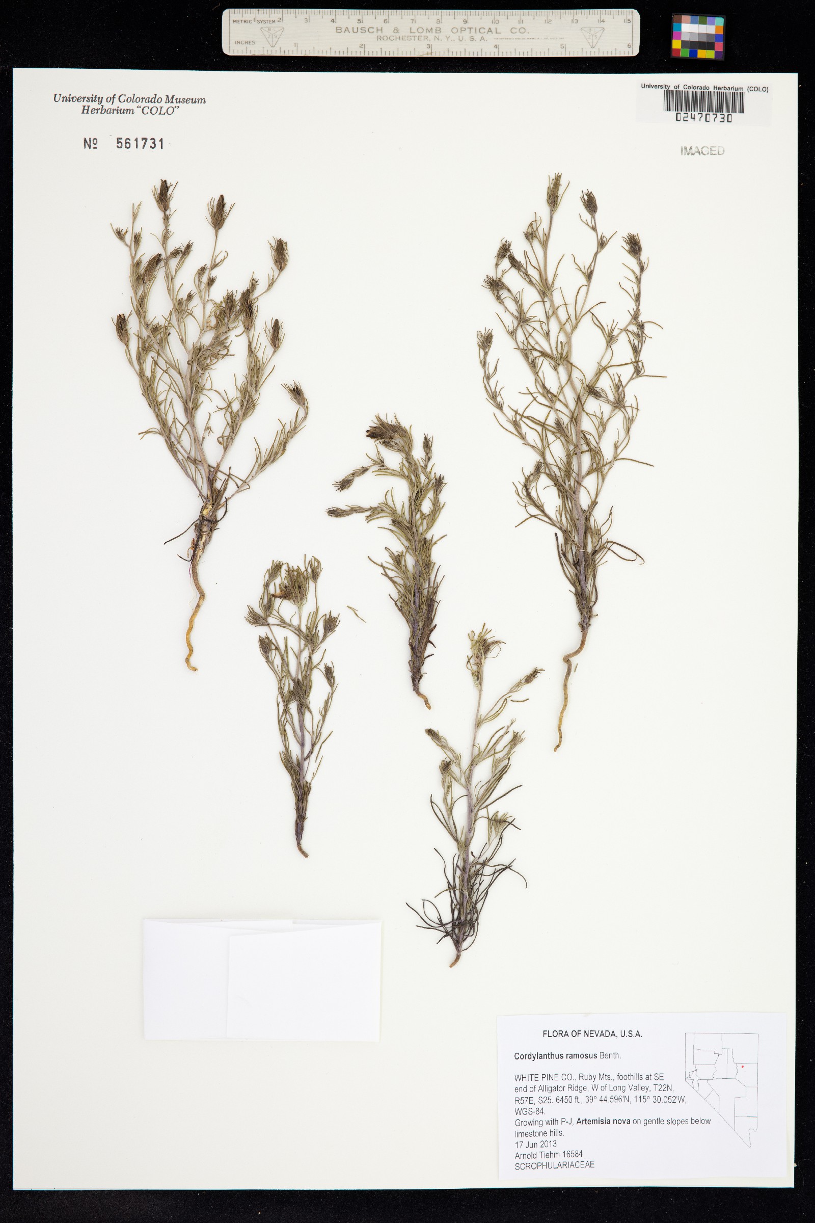 Cordylanthus ramosus image