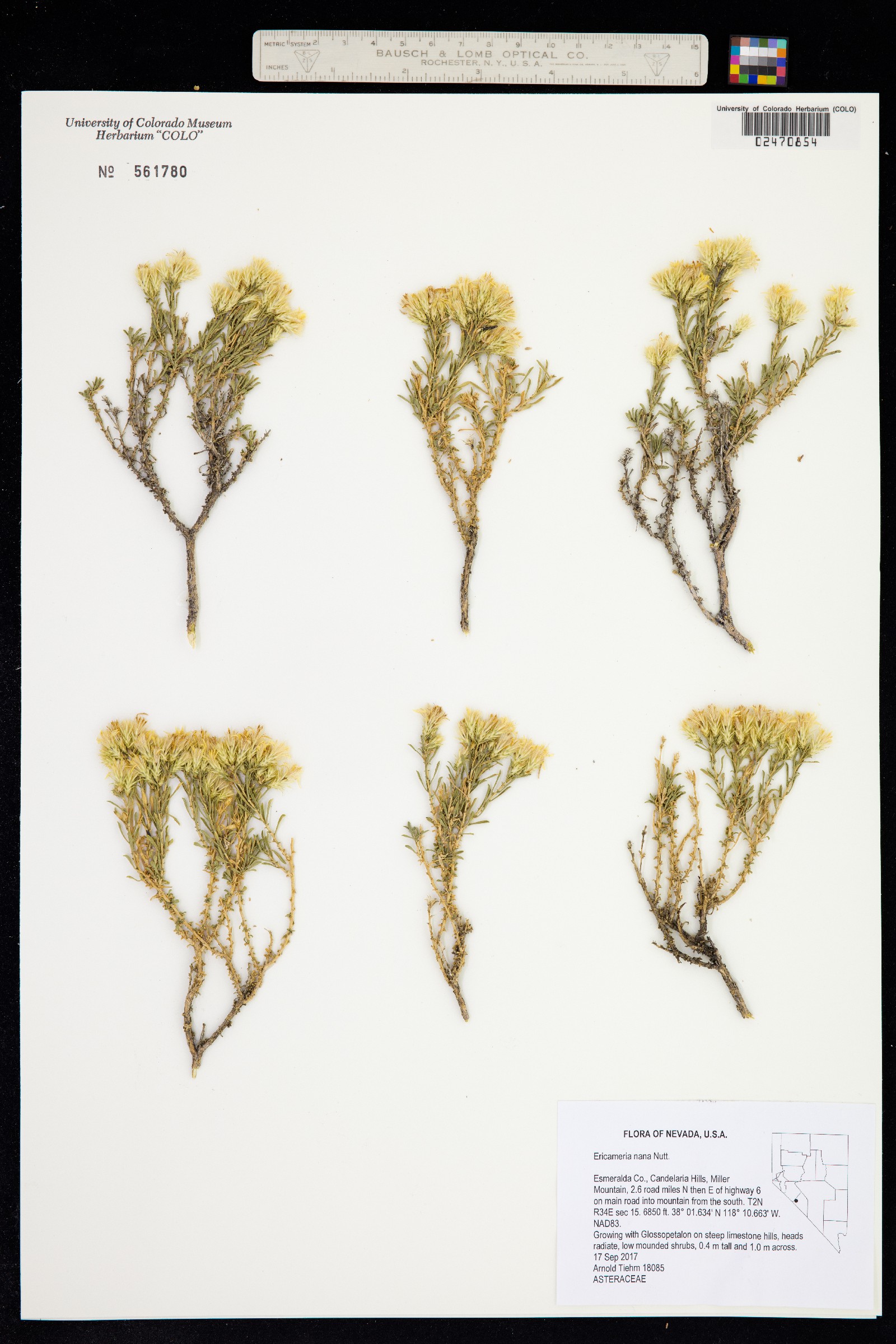 Ericameria nana image