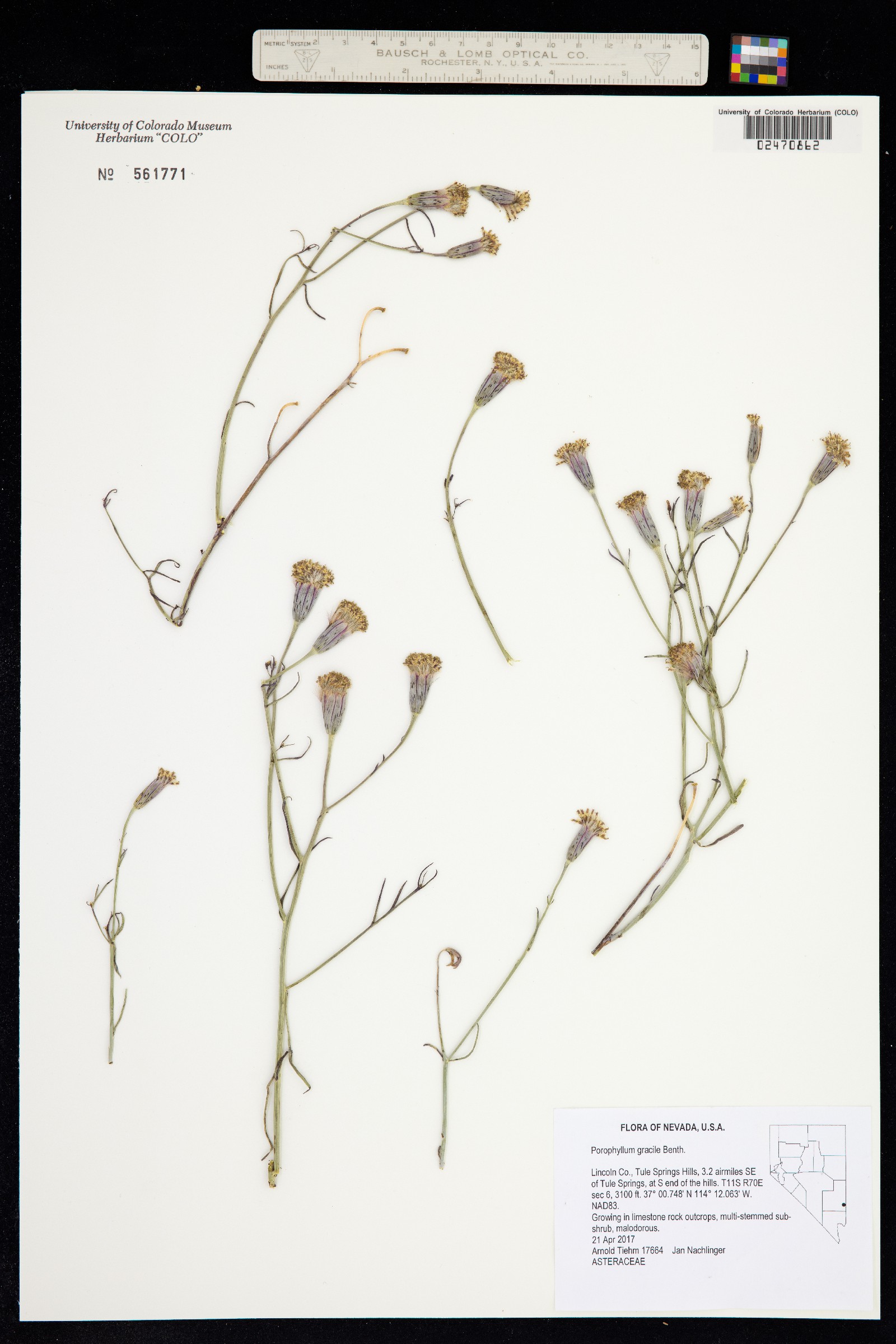 Porophyllum gracile image