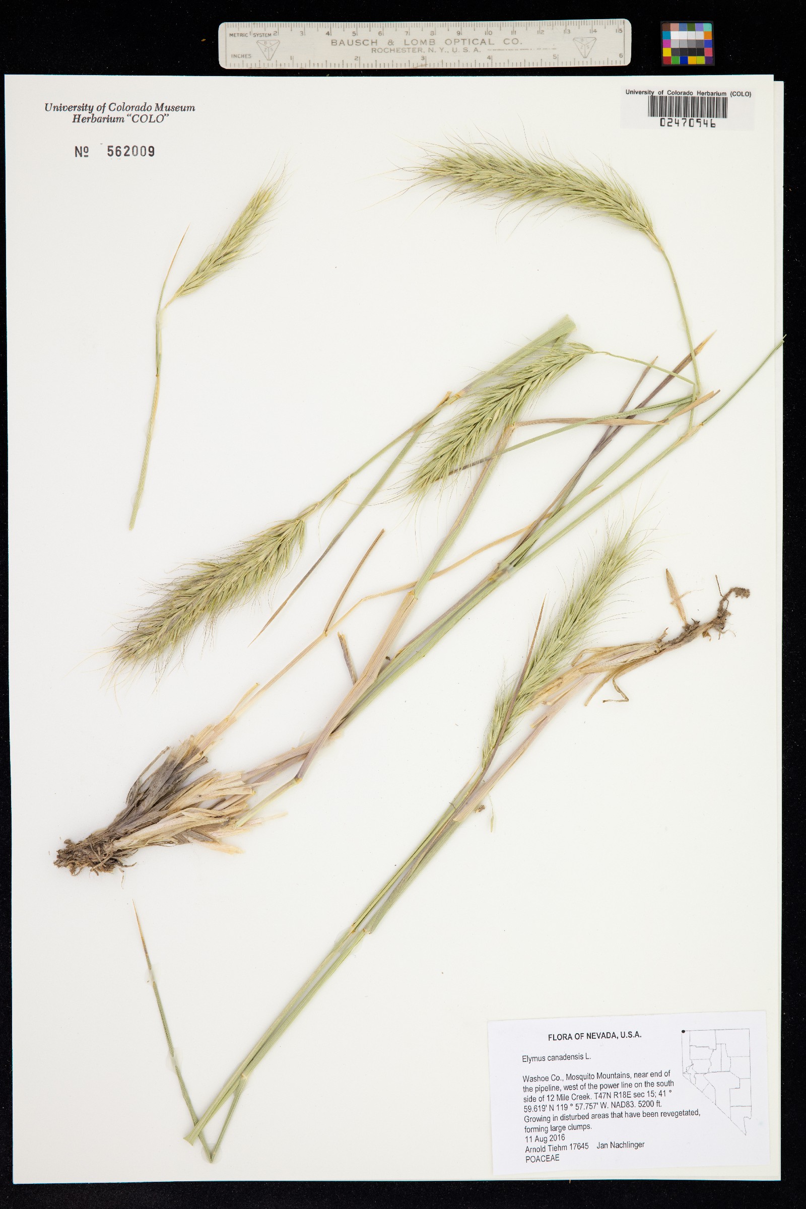 Elymus canadensis image
