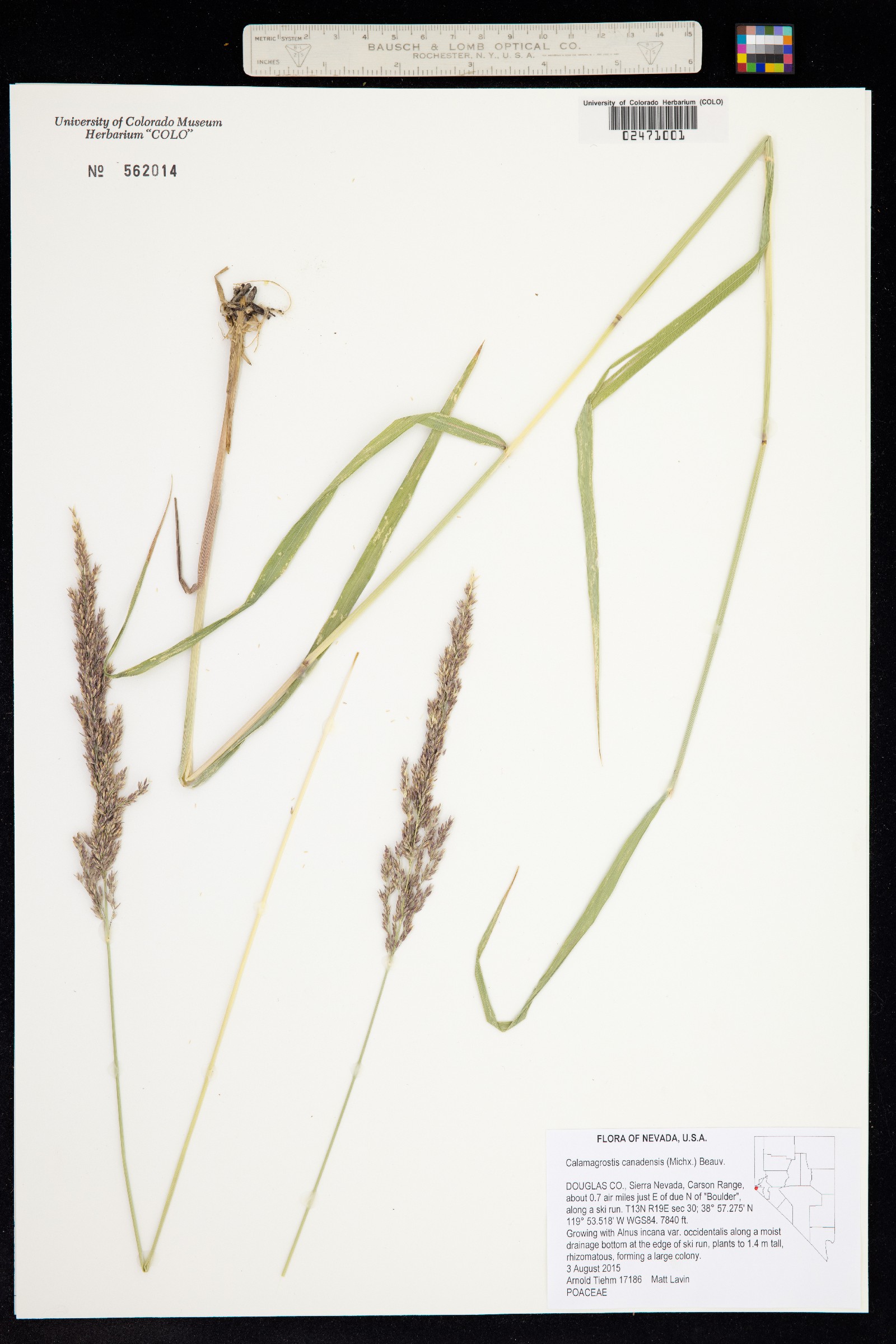 Calamagrostis canadensis image