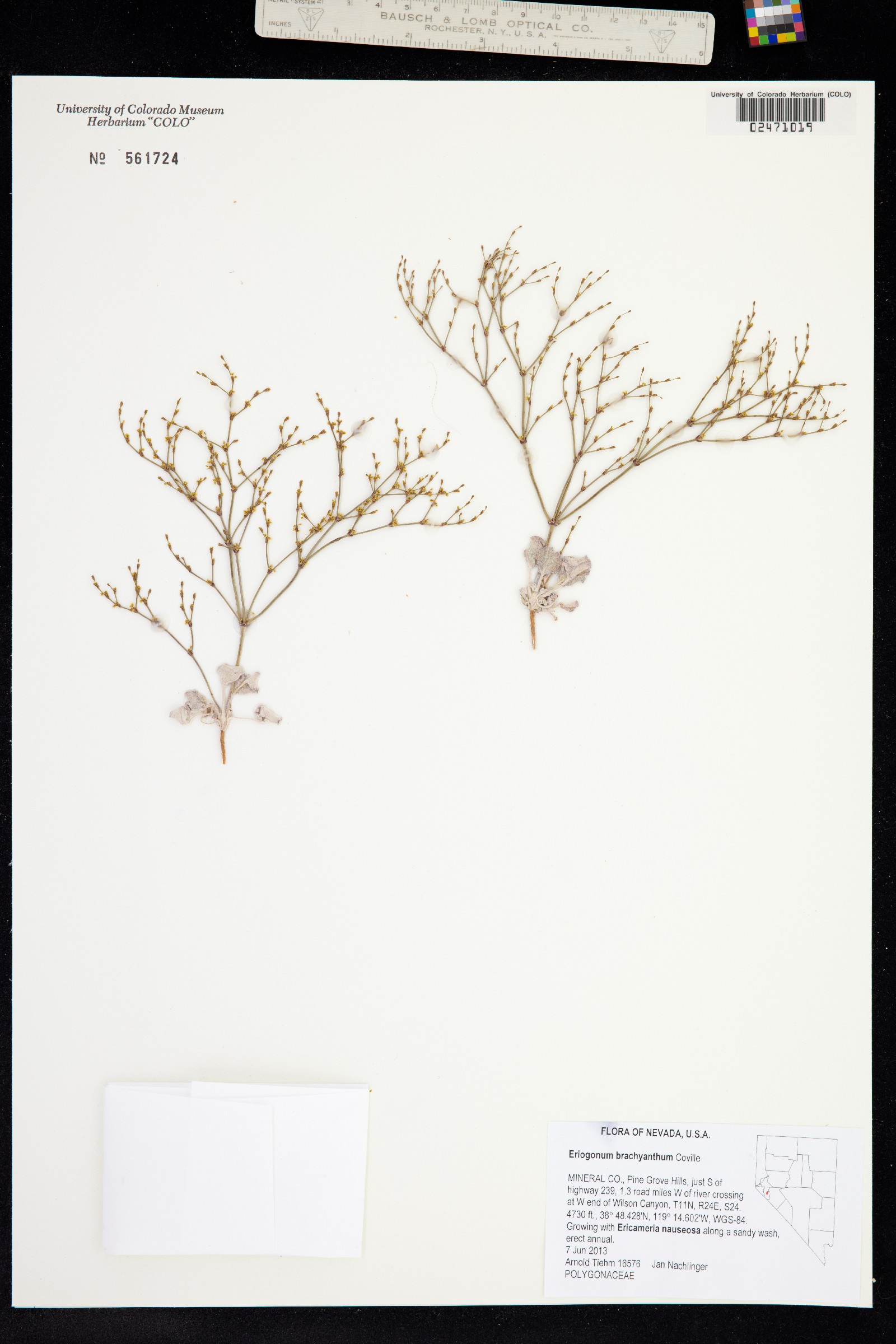 Eriogonum brachyanthum image