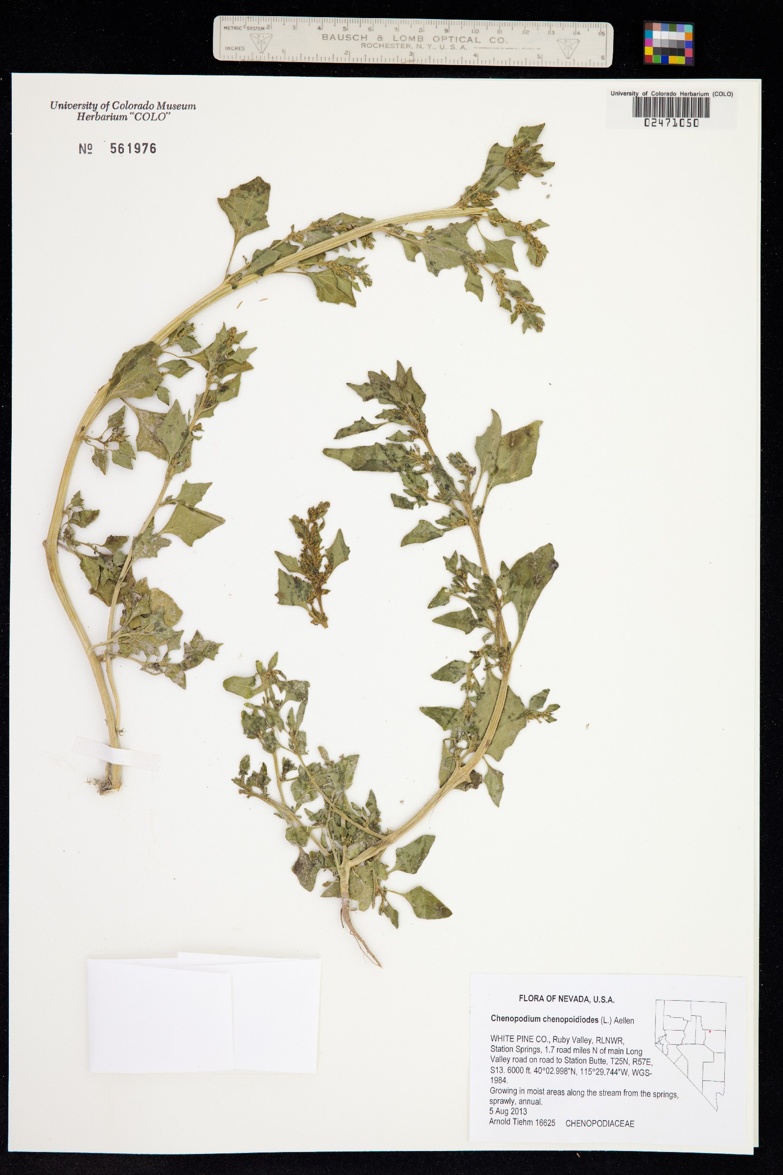 Chenopodium chenopodioides image