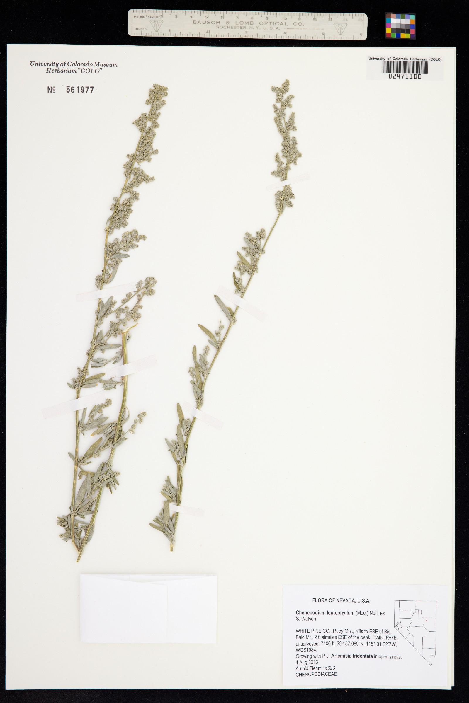 Chenopodium leptophyllum image